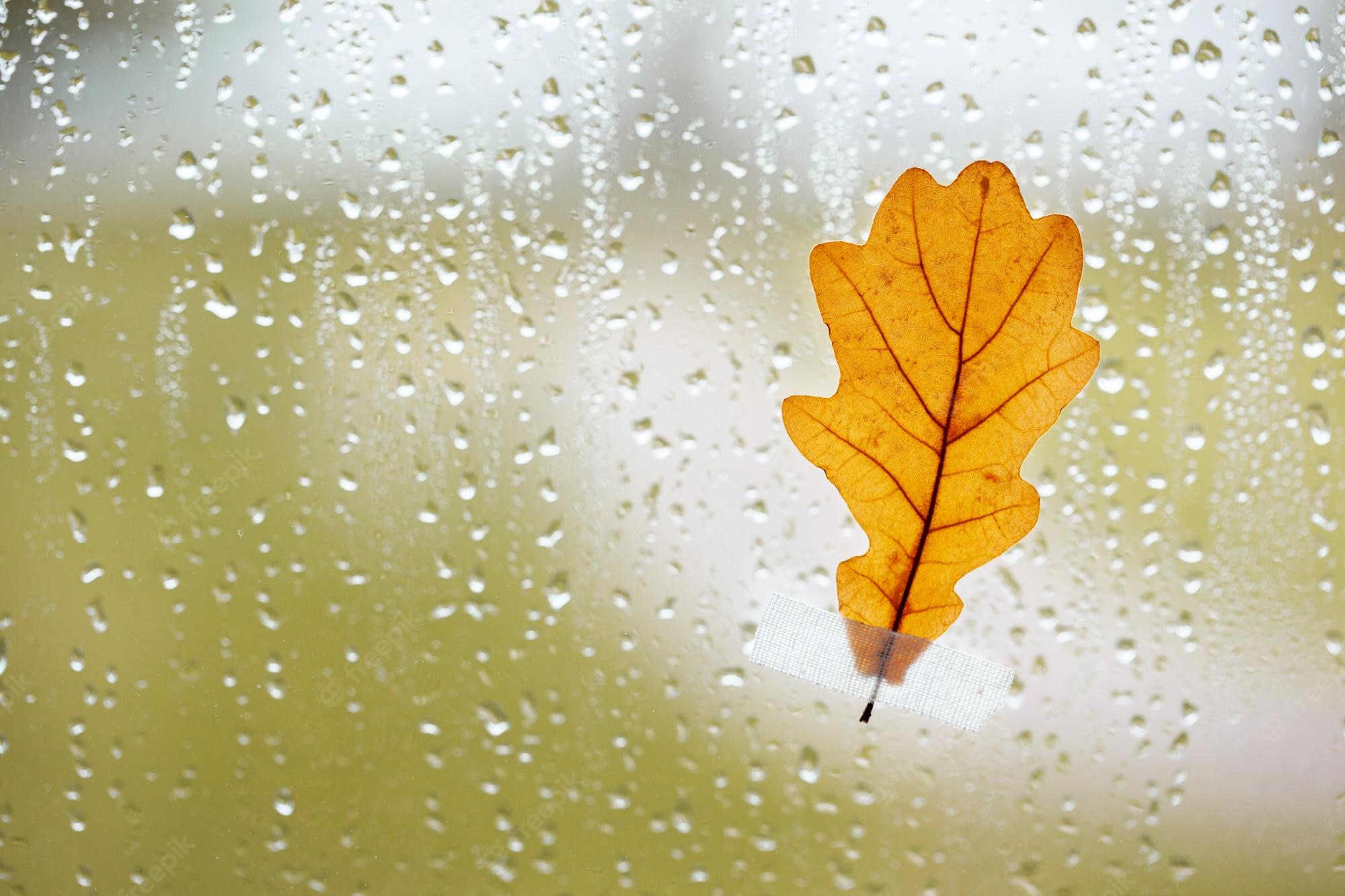 Autumn Rainy Day Wallpapers Wallpaper Cave