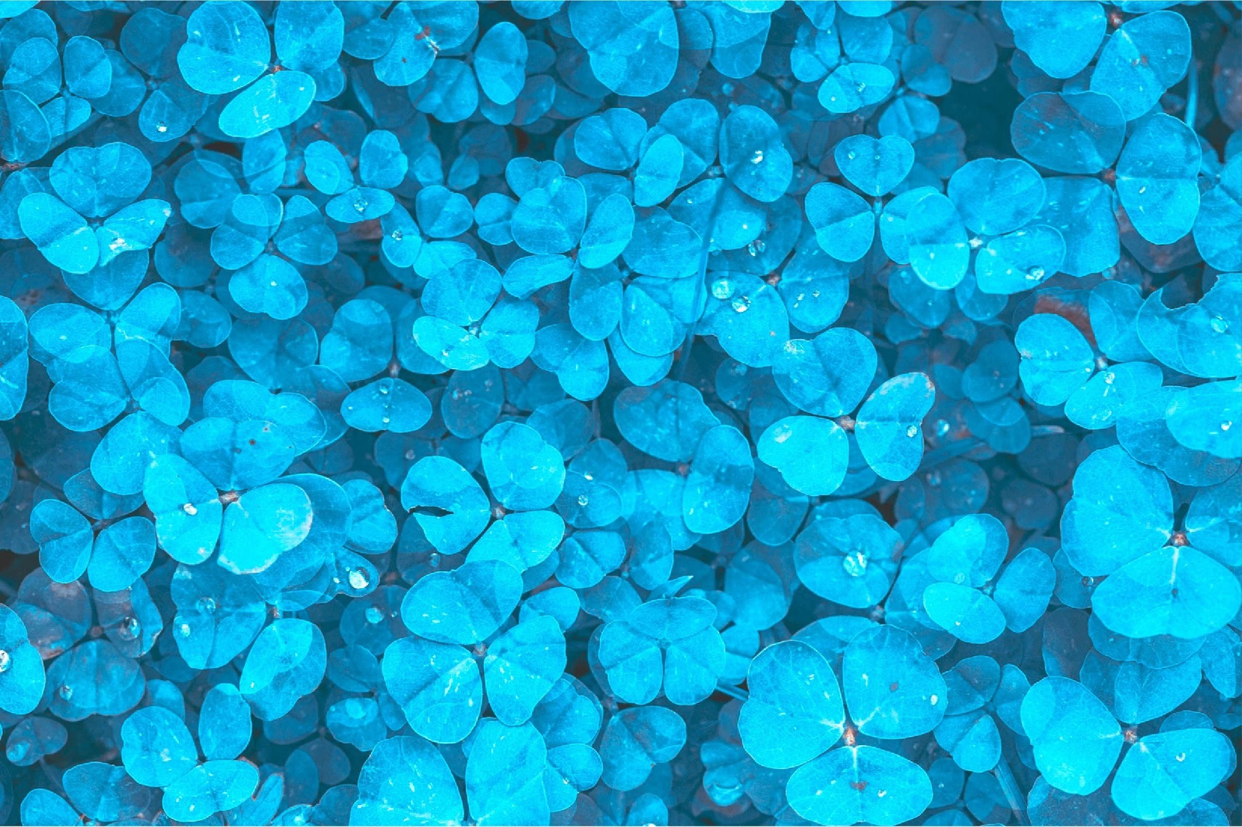 Cyan Blue Wallpapers Wallpaper Cave