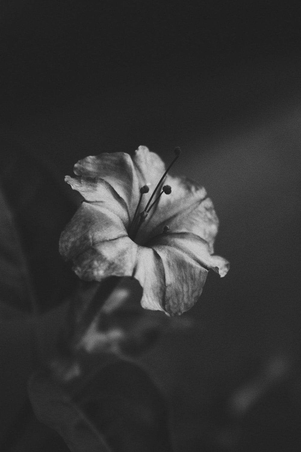 Grey Flower Wallpapers Wallpaper Cave