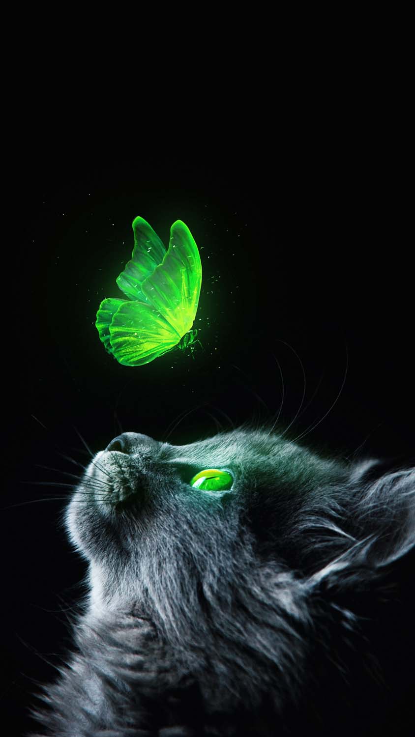 Green Cats Wallpapers Wallpaper Cave