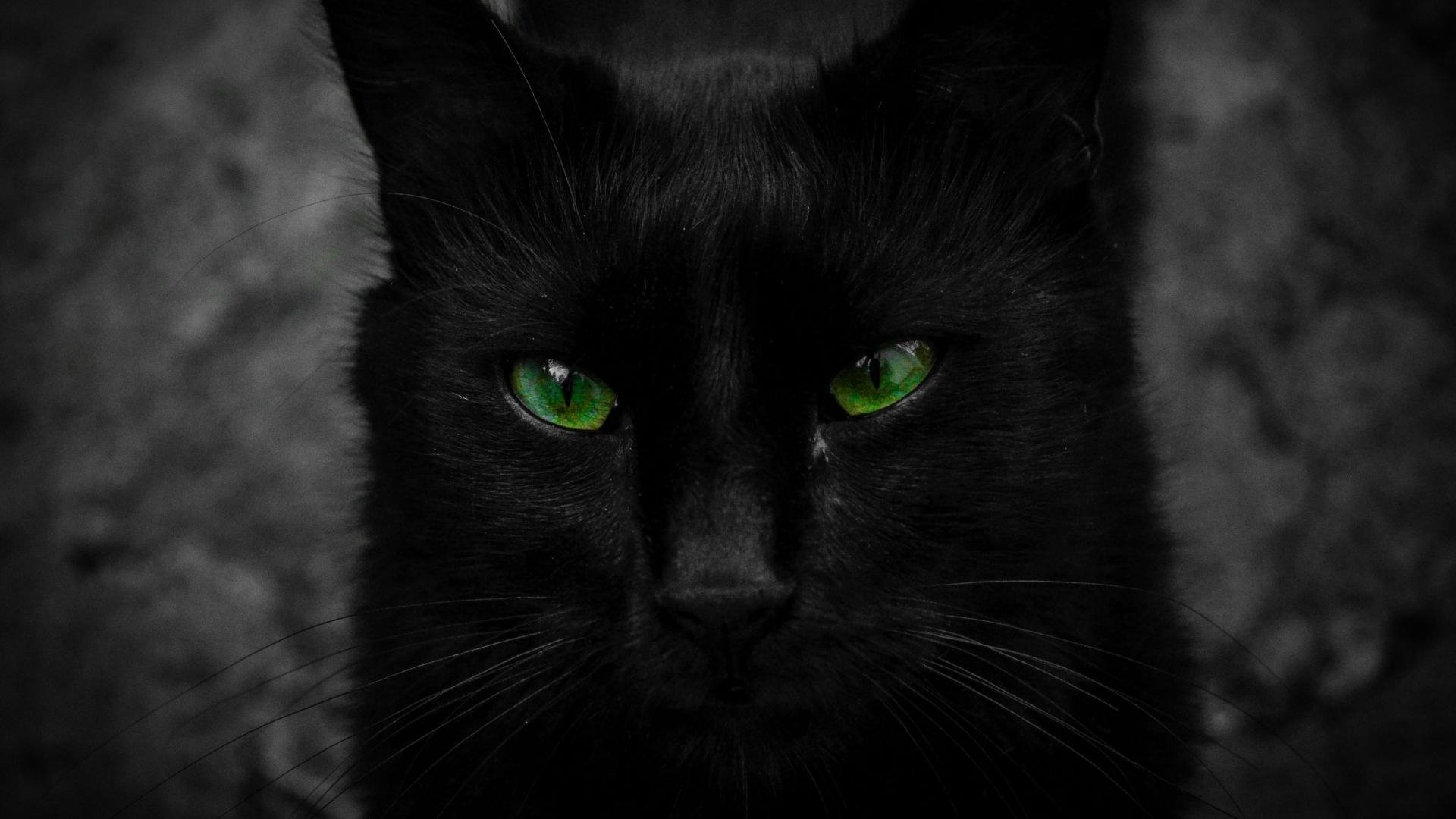 Green Cats Wallpapers Wallpaper Cave