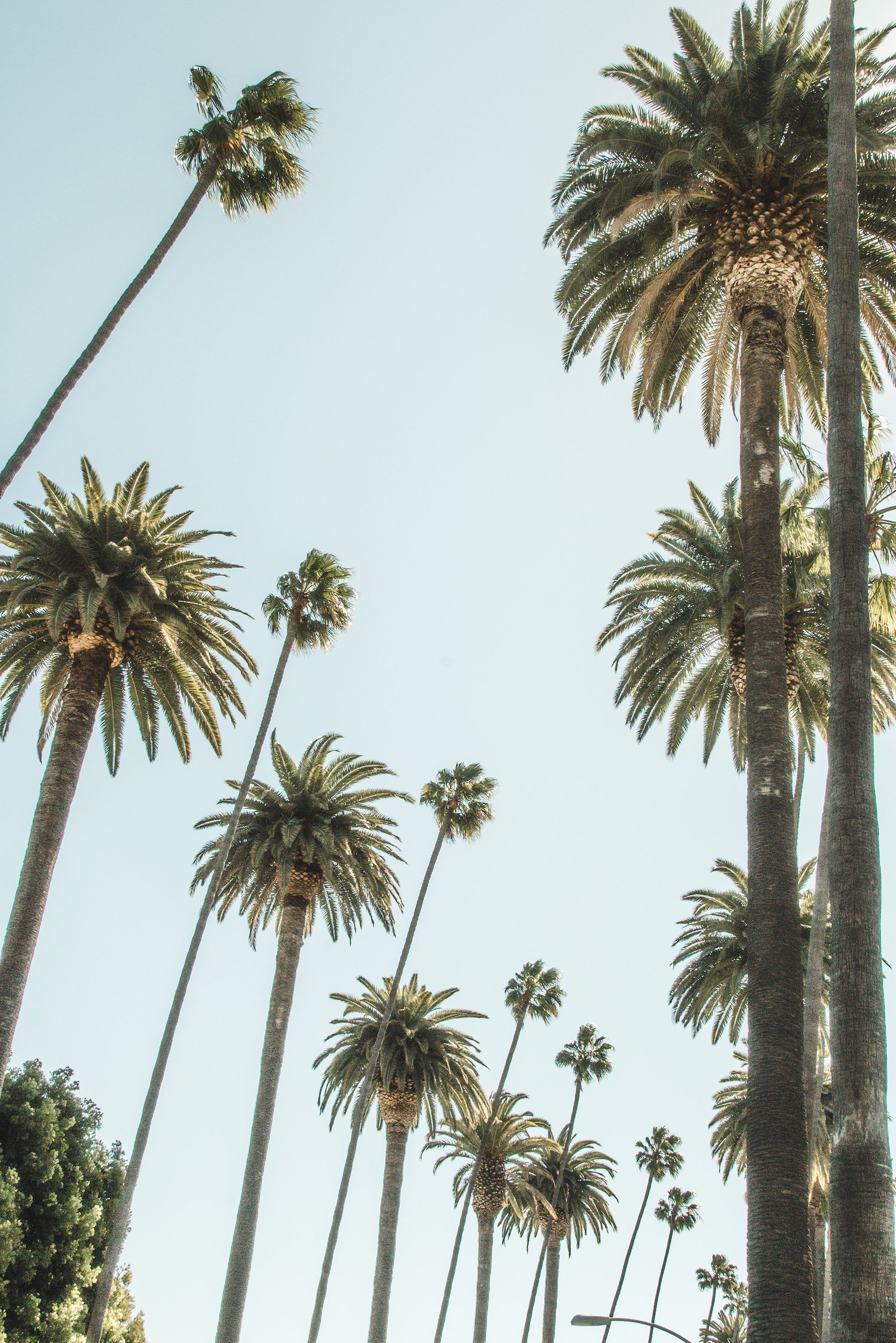 California Palm Trees Wallpapers Wallpaper Cave