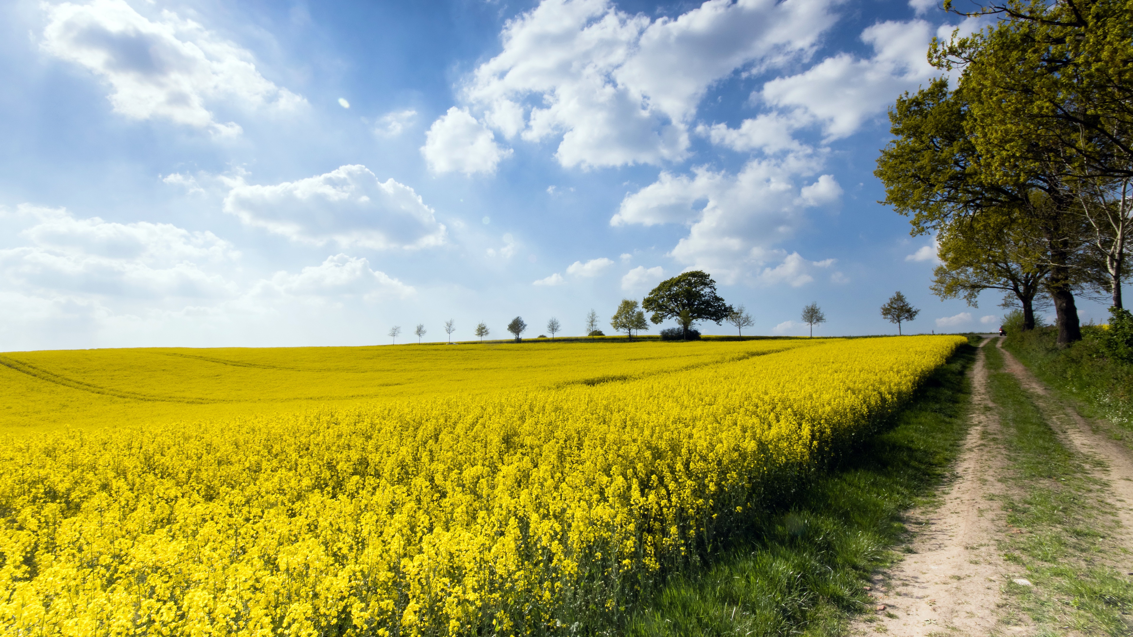 Mustard Field Wallpapers Wallpaper Cave