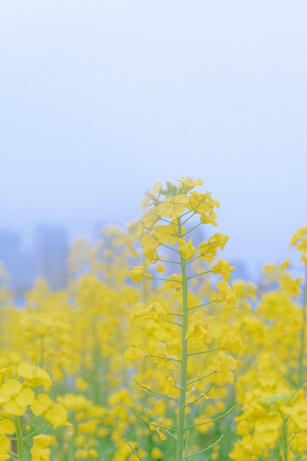 Mustard Field Wallpapers Wallpaper Cave