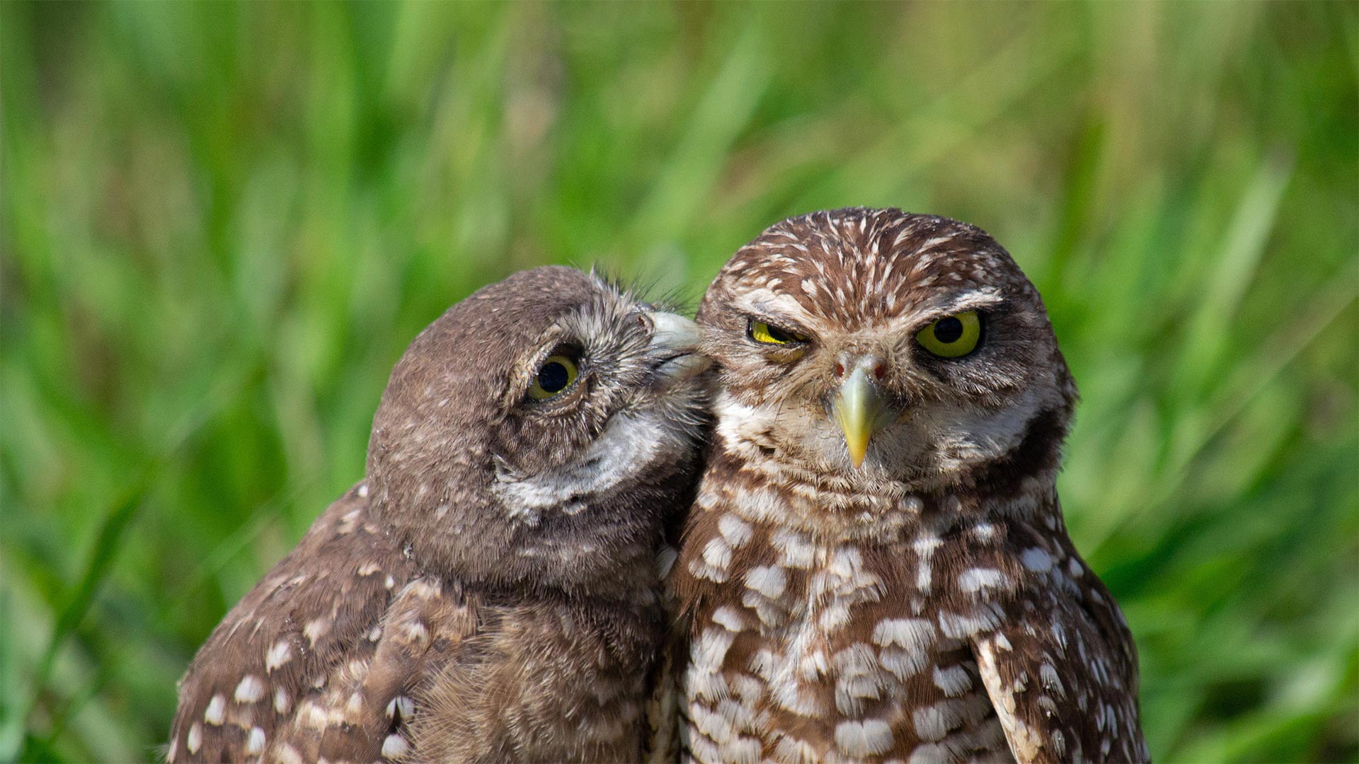 Little Burrowing Owls Wallpapers Wallpaper Cave