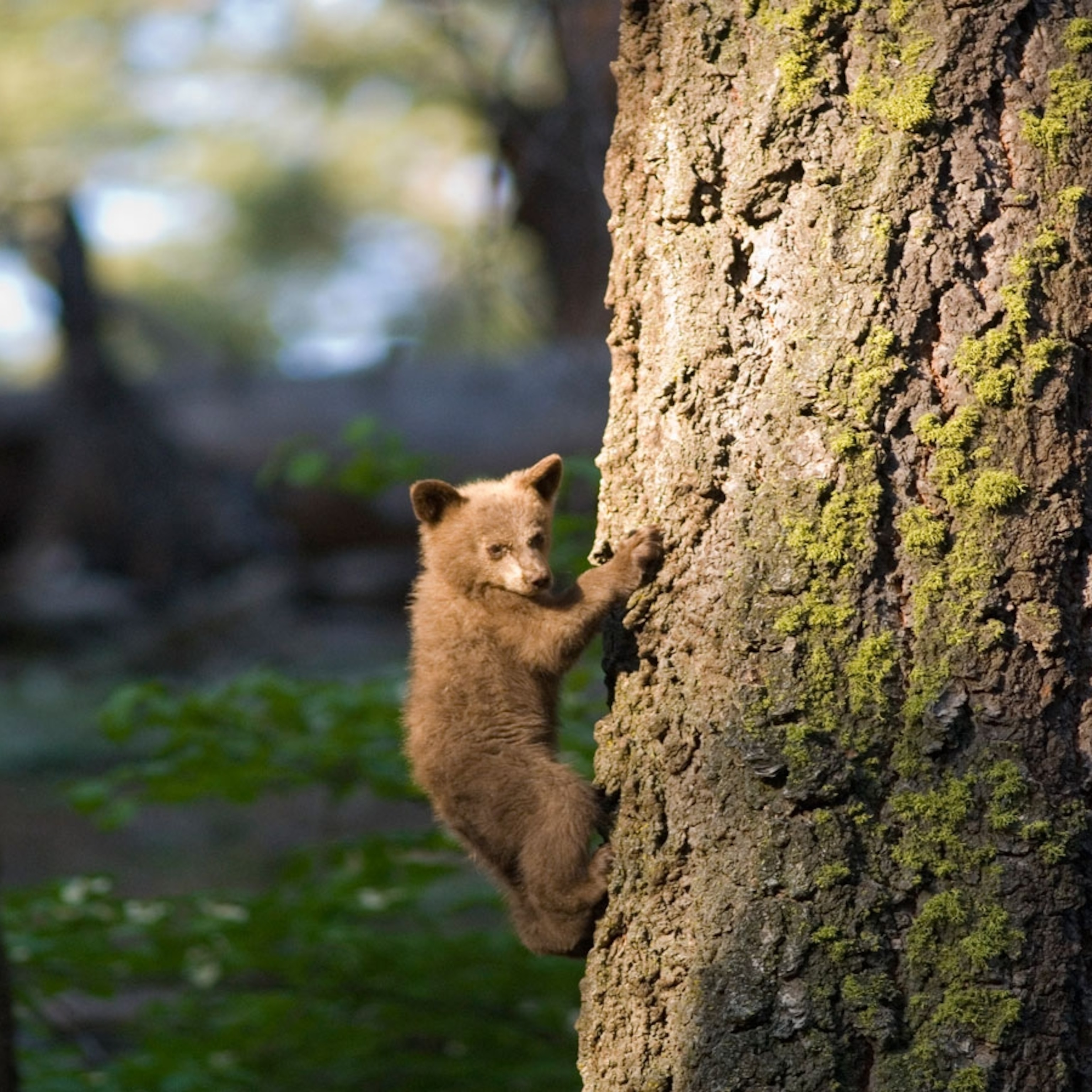 Kings Canyon National Park California Wallpapers Wallpaper Cave