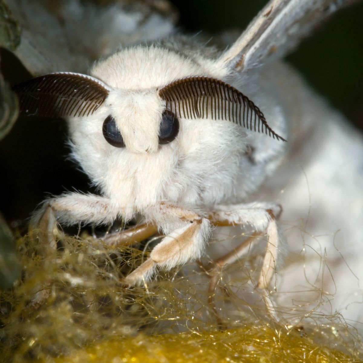 Fluffy Moth Wallpapers Wallpaper Cave