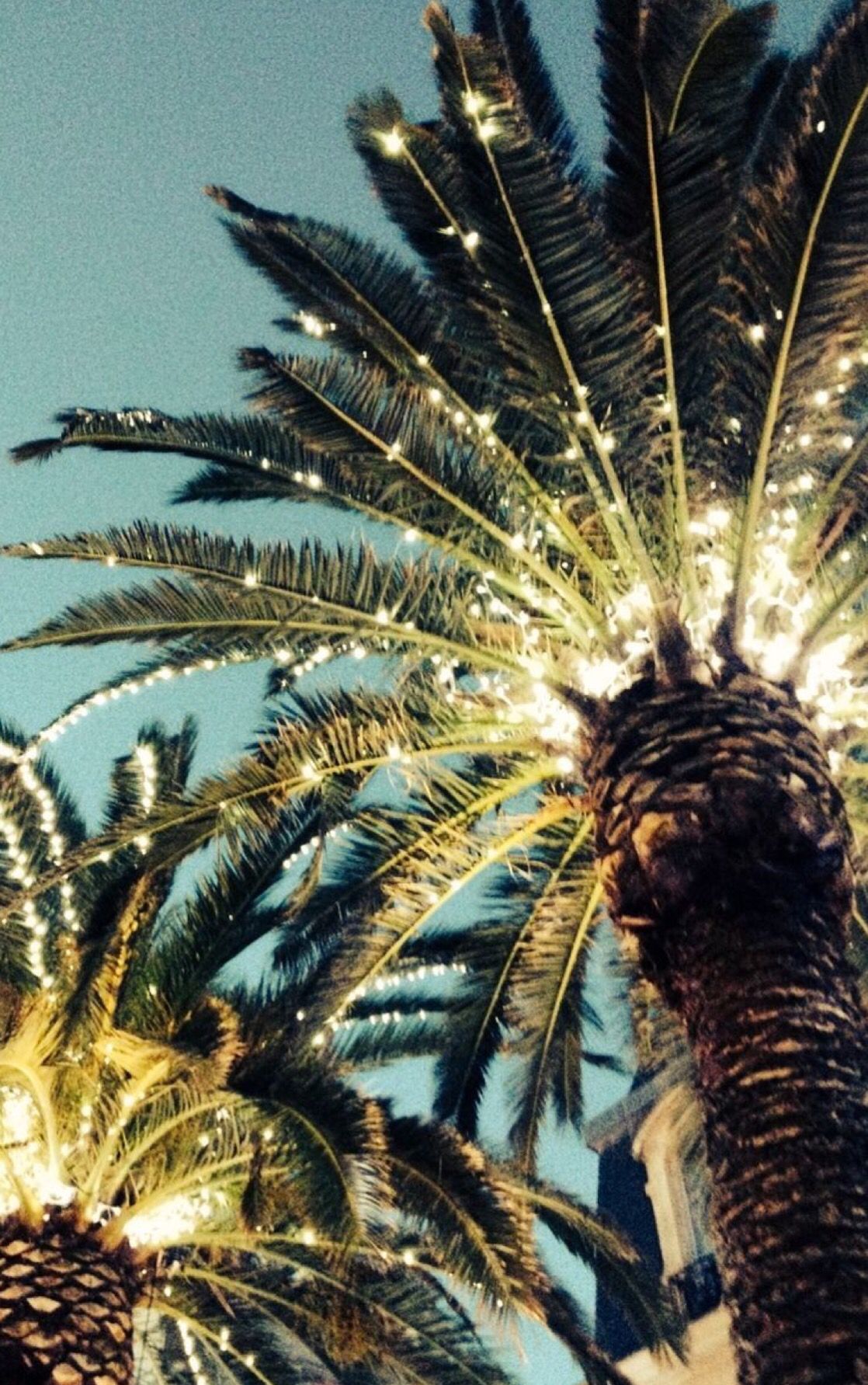 Christmas Lights On Palm Tree Wallpapers Wallpaper Cave