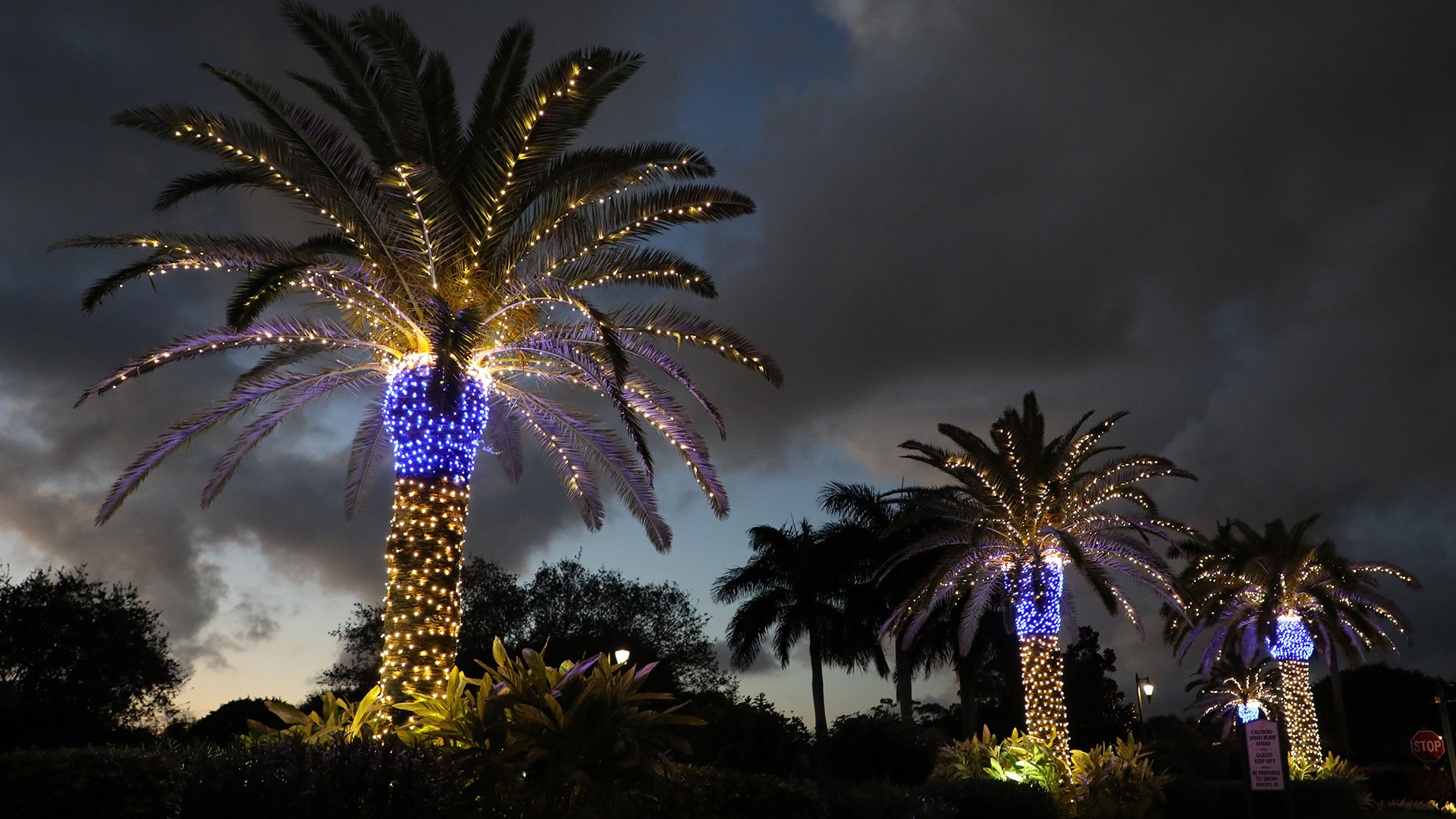 Palm Tree Christmas Lights Wallpaper