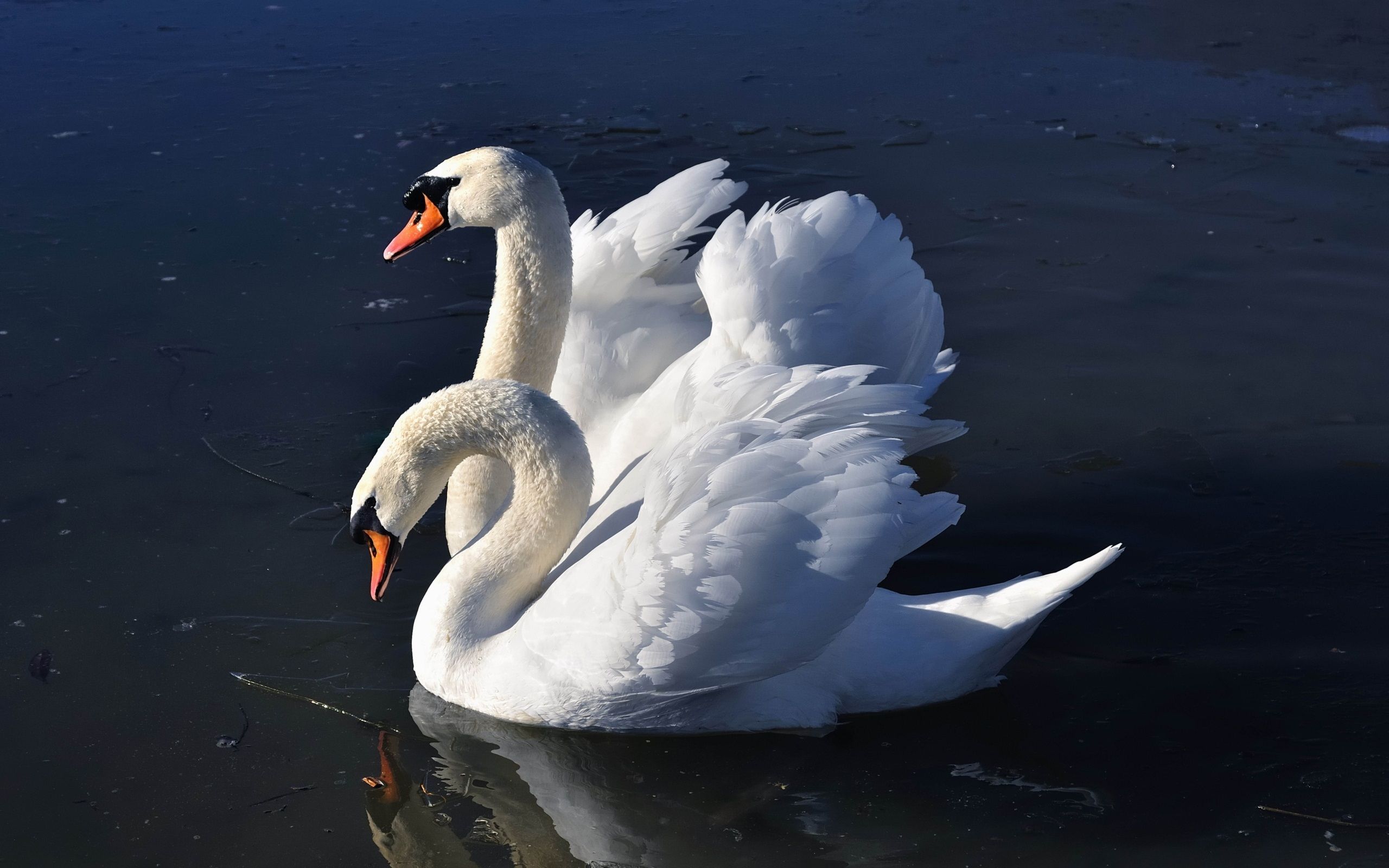 Mute Swan Wallpapers Wallpaper Cave