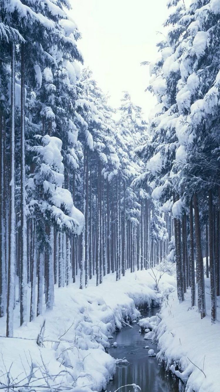 Winter Forest iPhone Wallpapers Wallpaper Cave