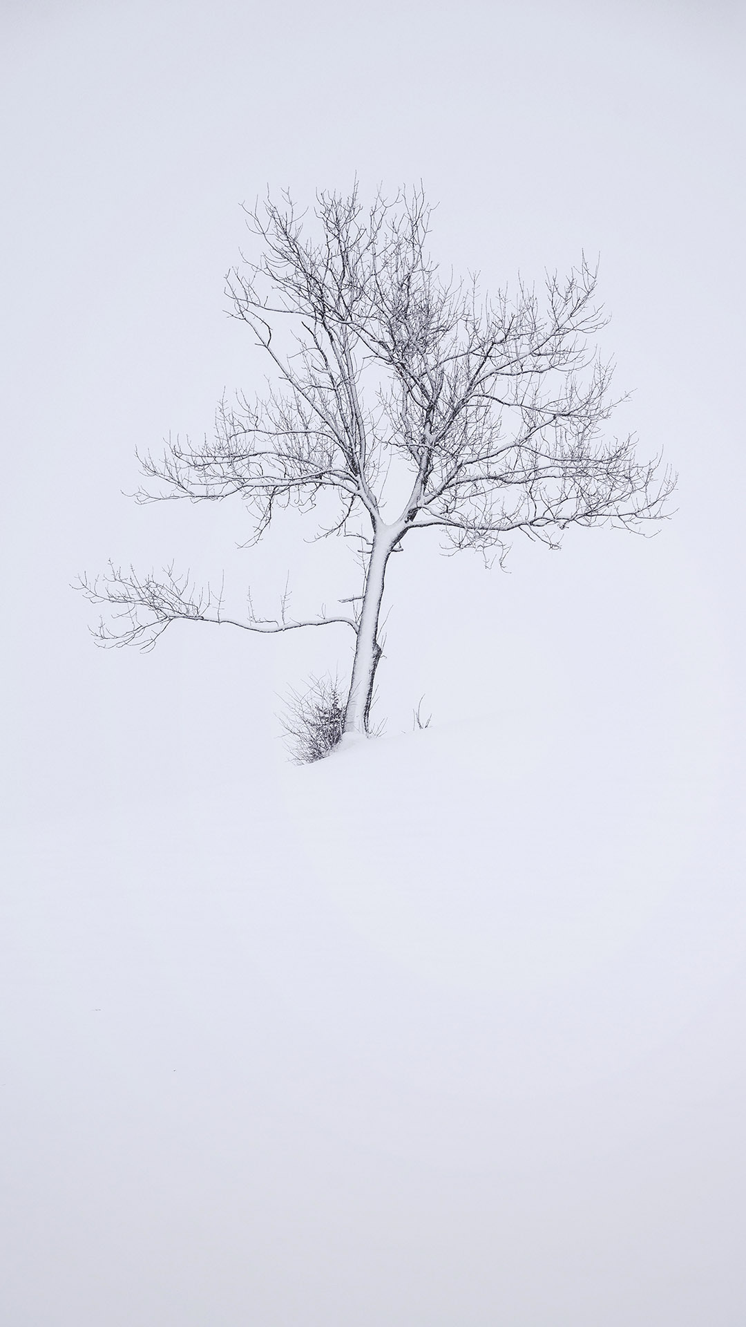 Winter Tree iPhone Wallpapers Wallpaper Cave