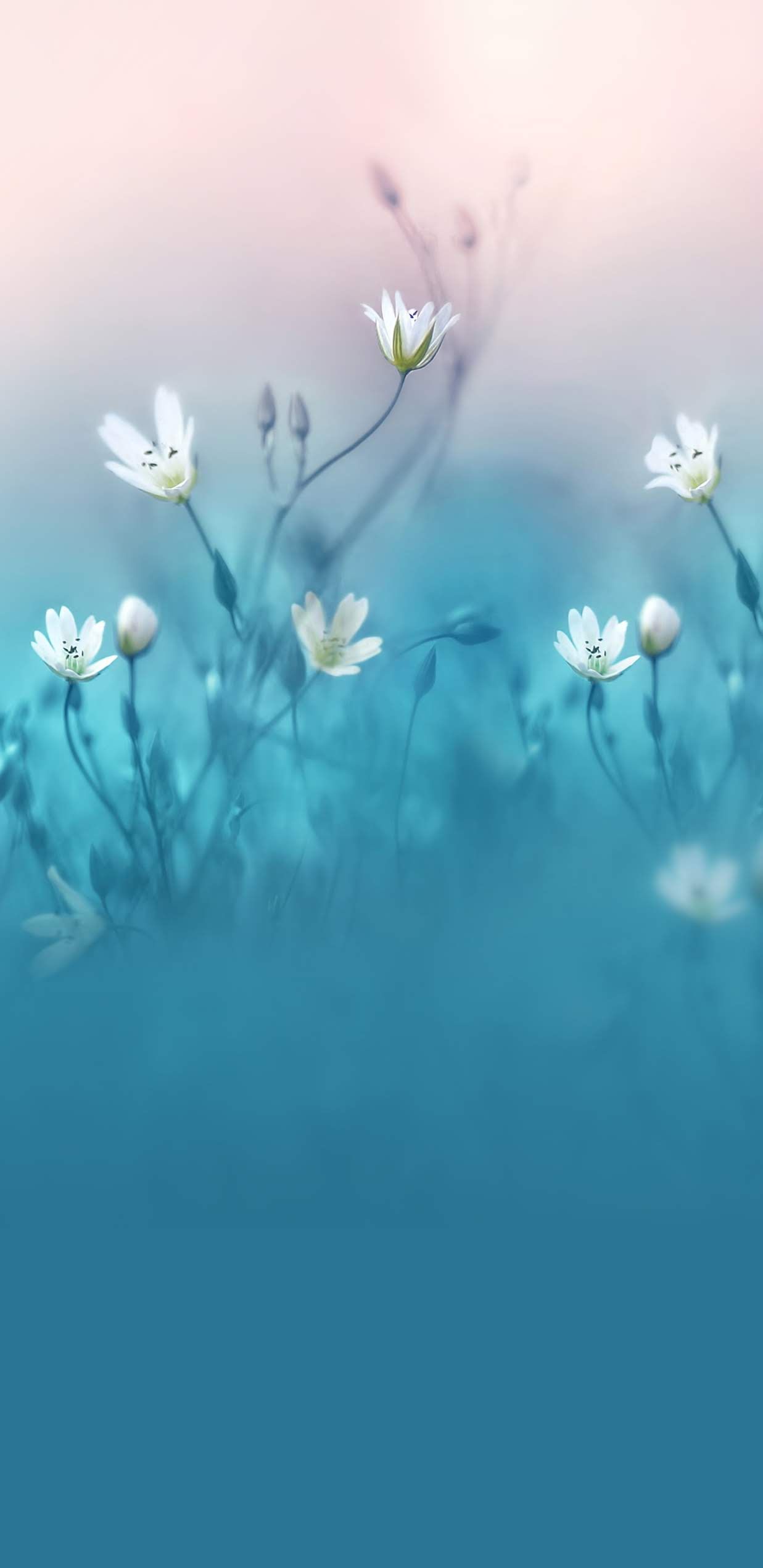Samsung Flower Wallpapers Wallpaper Cave