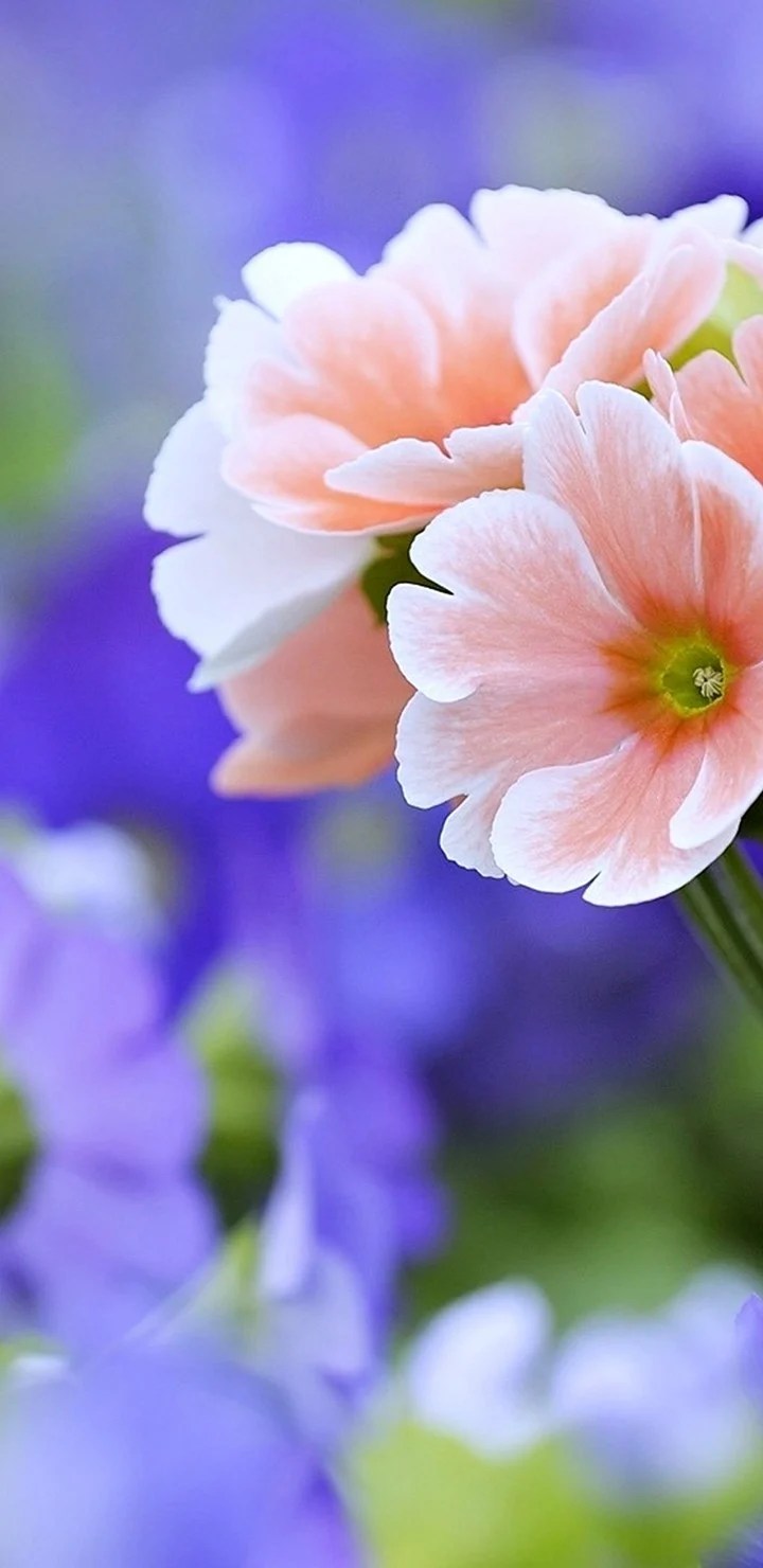 Samsung Flower Wallpapers Wallpaper Cave