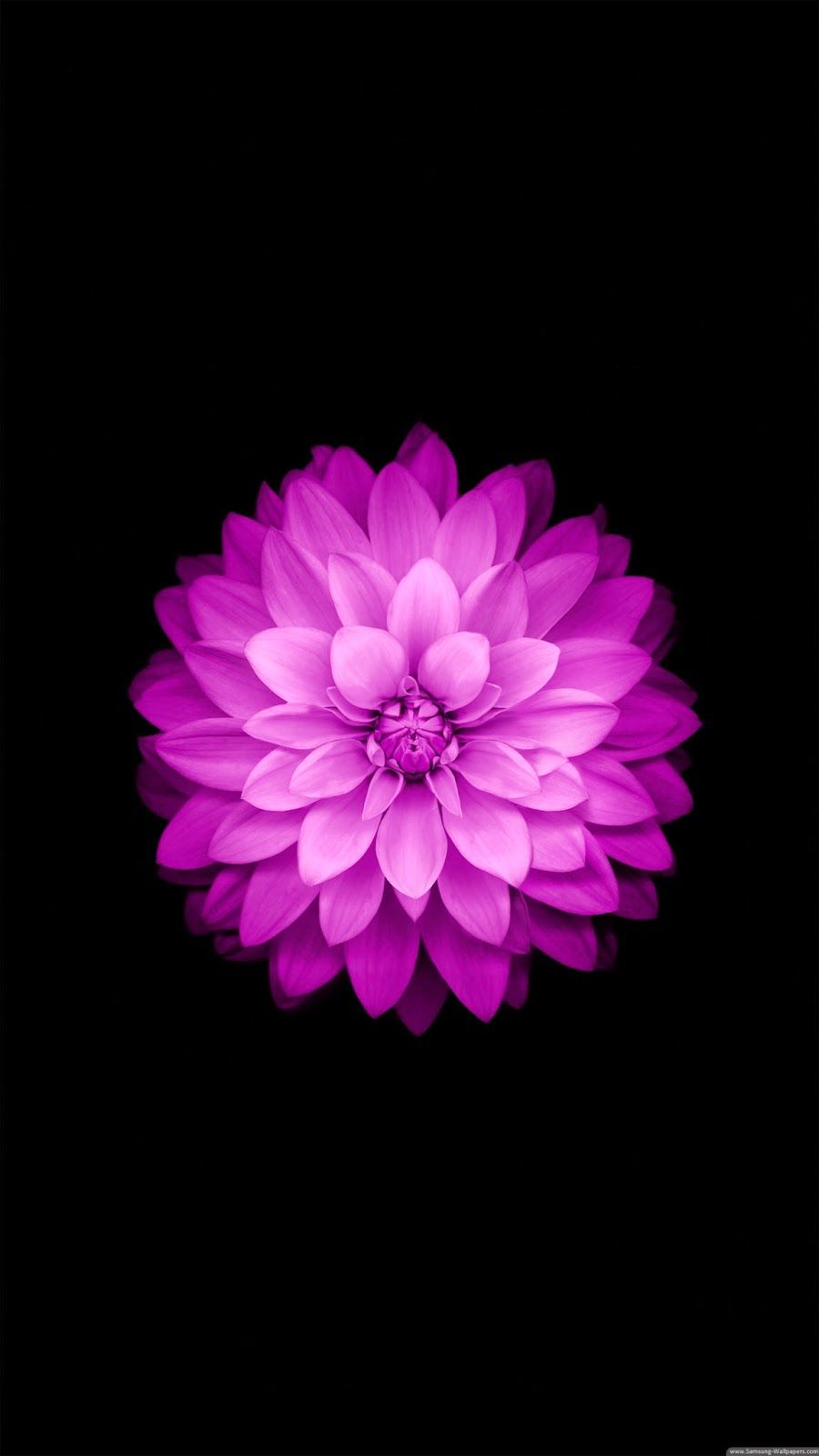 Samsung Flower Wallpapers Wallpaper Cave