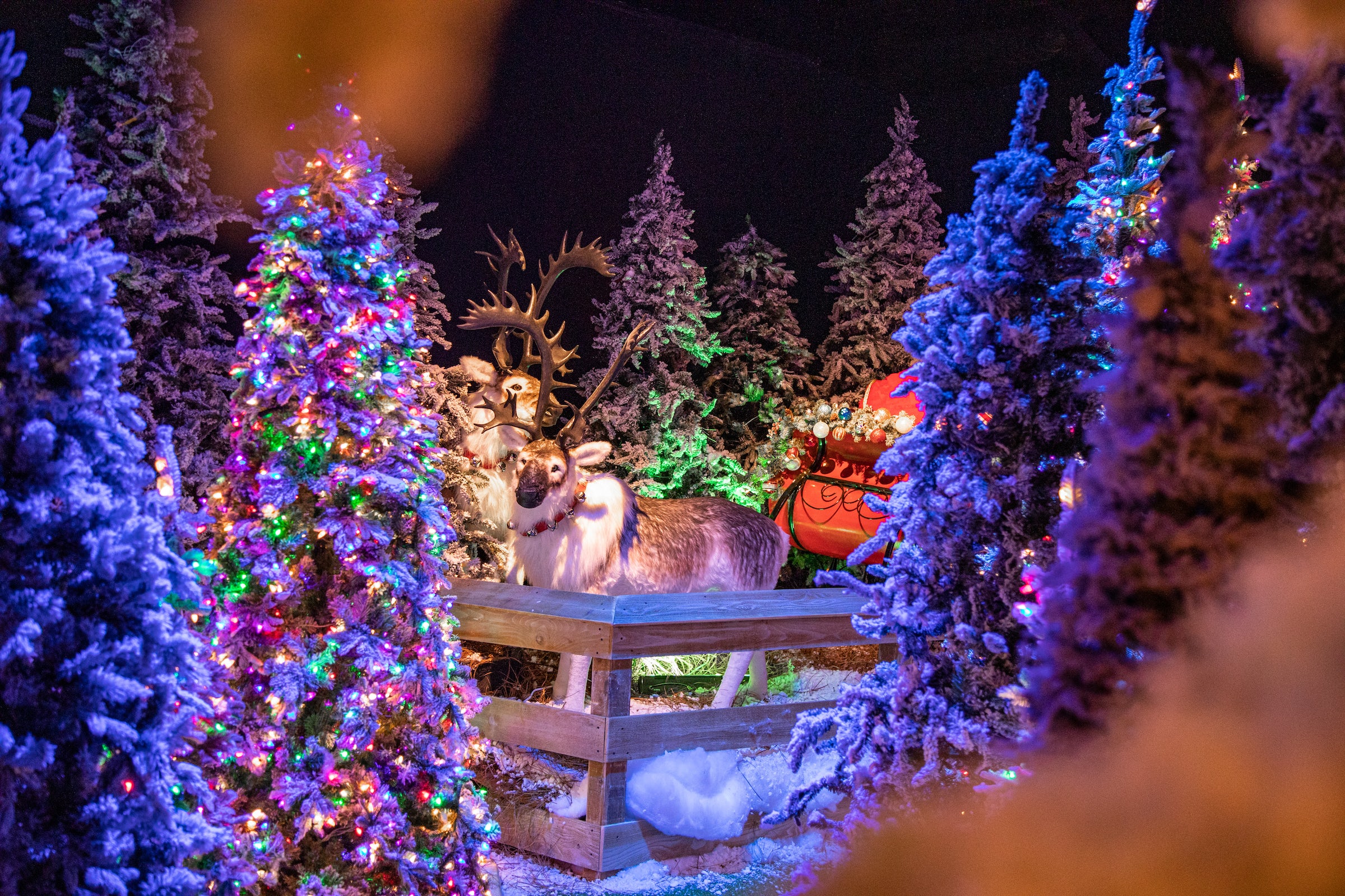 Purple Christmas Lights Wallpapers Wallpaper Cave