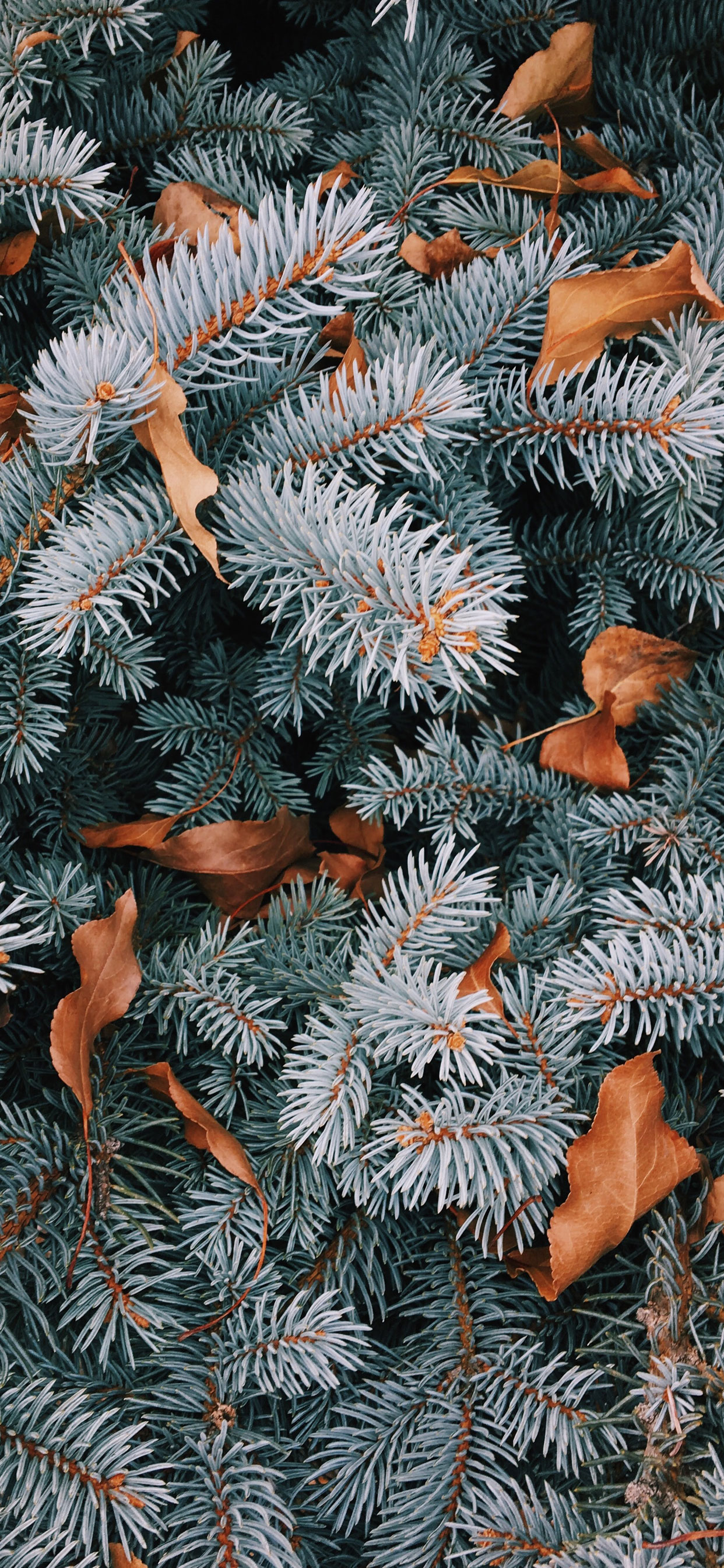 Cute Christmas iPhone 12 Wallpapers Wallpaper Cave