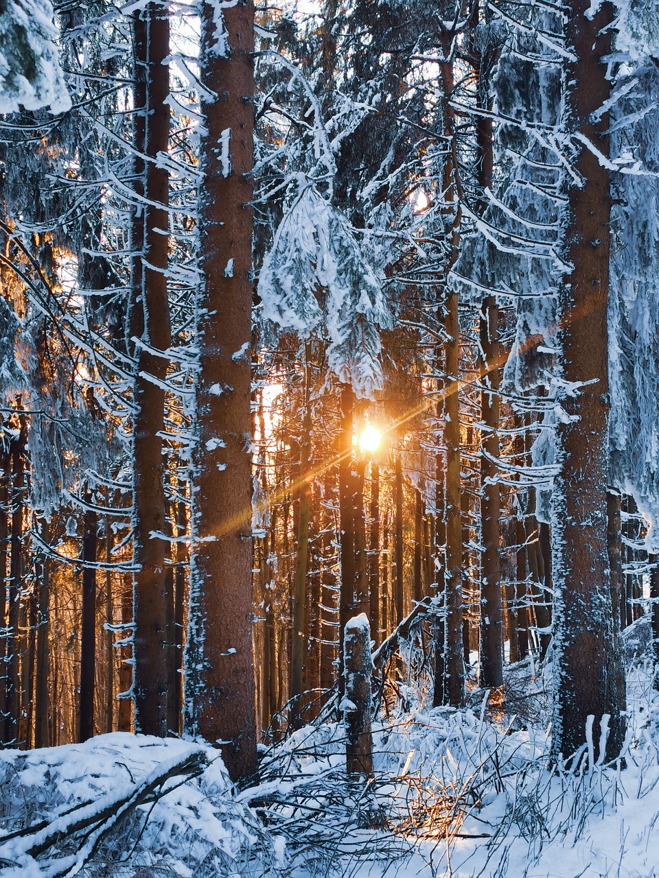 Winter Forest Phone Wallpapers Wallpaper Cave