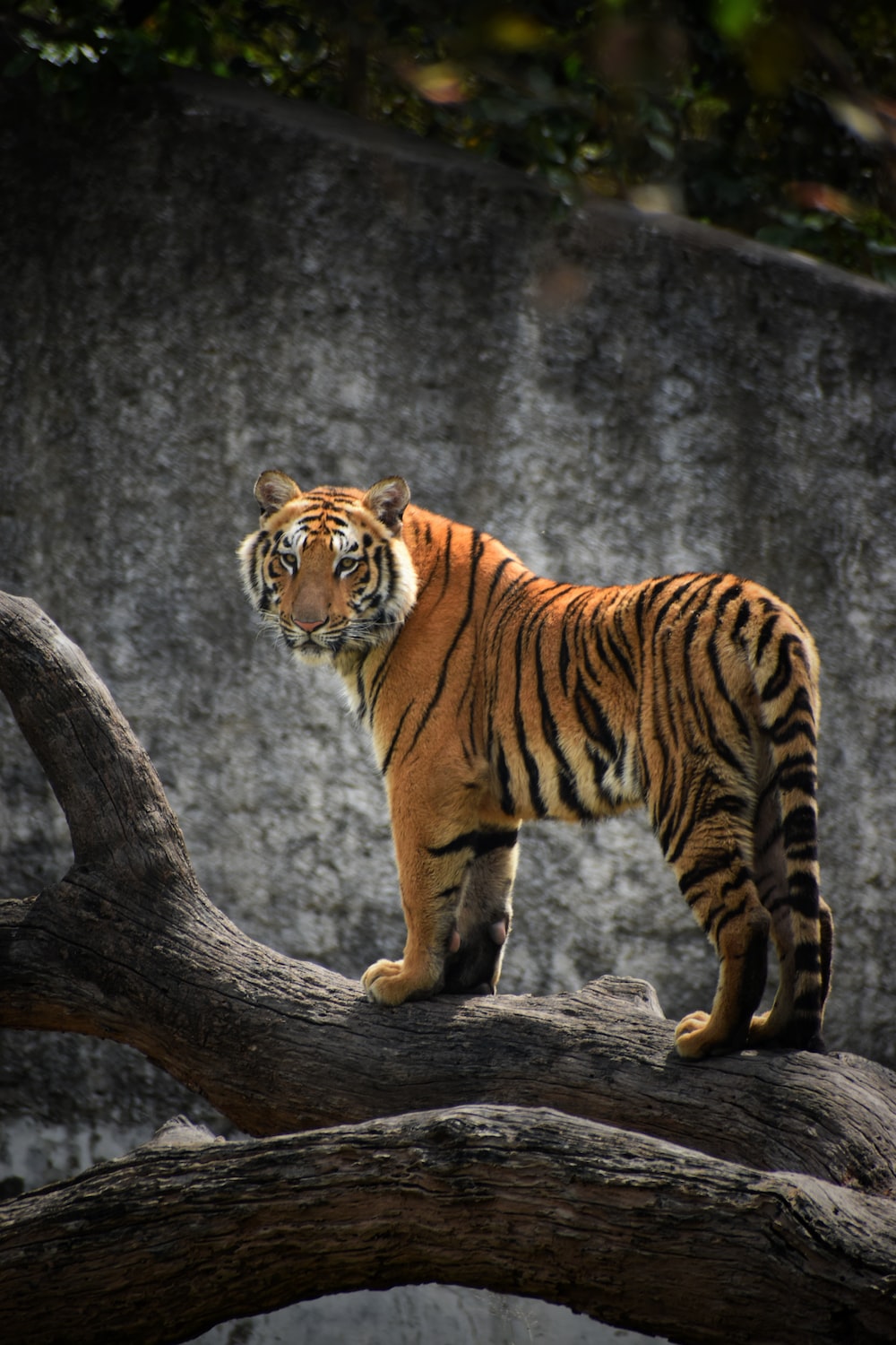 Real Tiger Wallpapers Wallpaper Cave