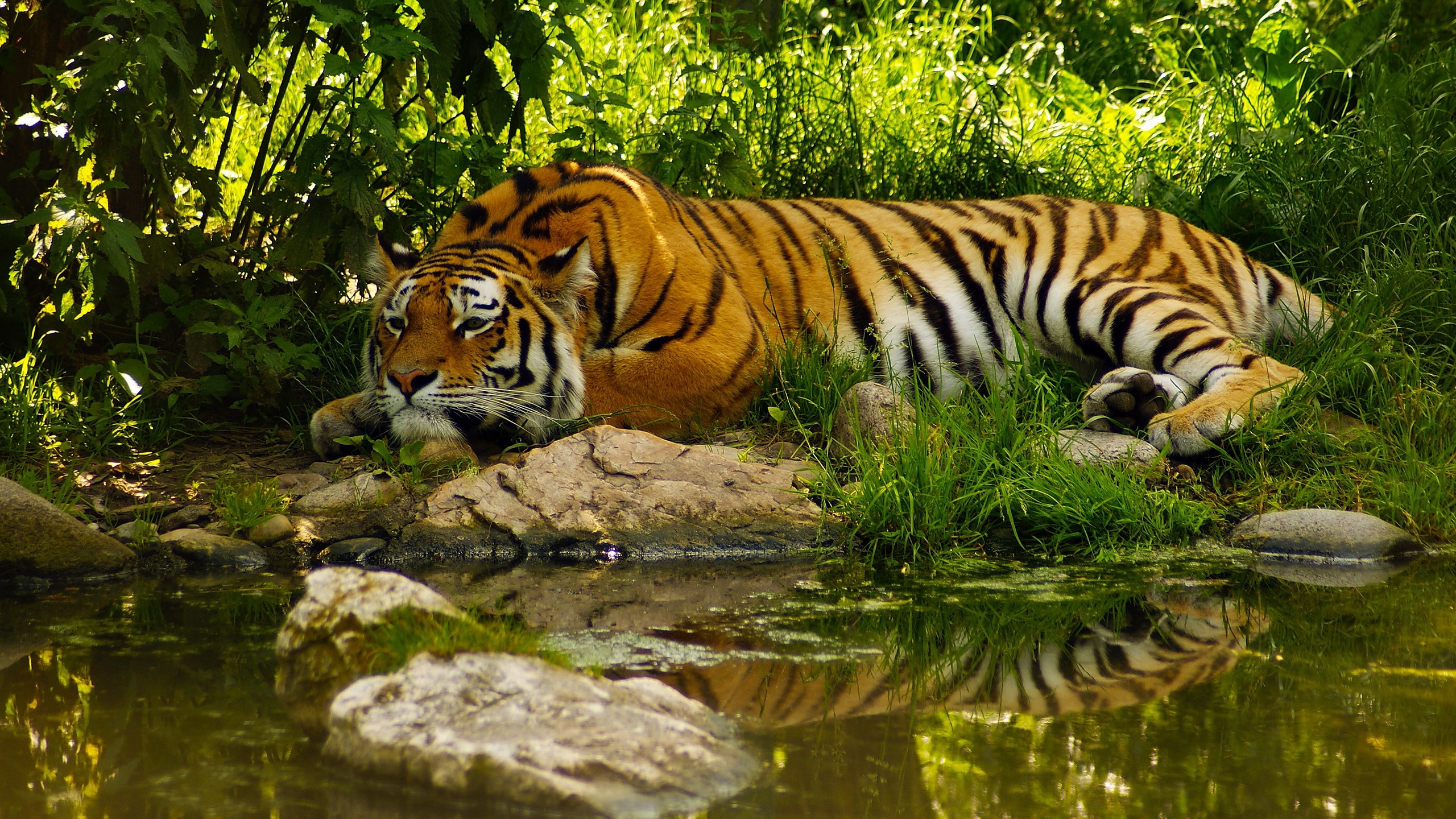 Real Tiger Wallpapers Wallpaper Cave