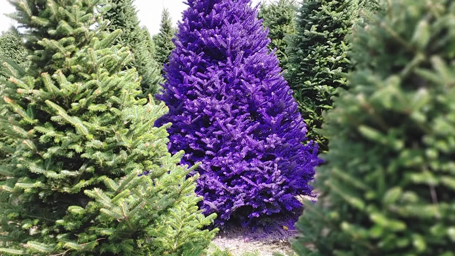 Purple Christmas Trees Wallpapers Wallpaper Cave