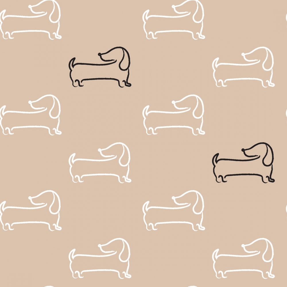 Dachshund Dog Wallpapers Wallpaper Cave