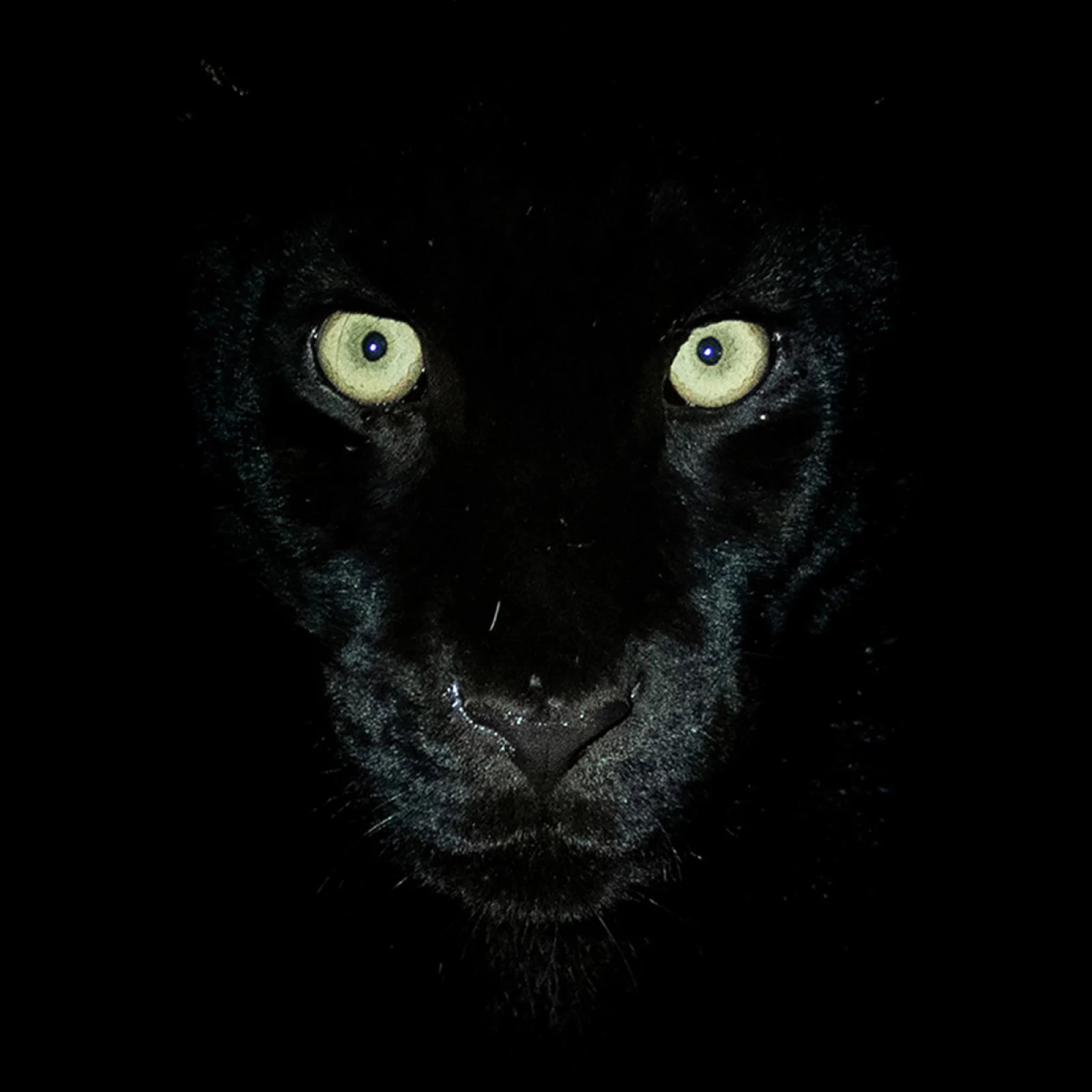 Panther Eyes Wallpapers Wallpaper Cave