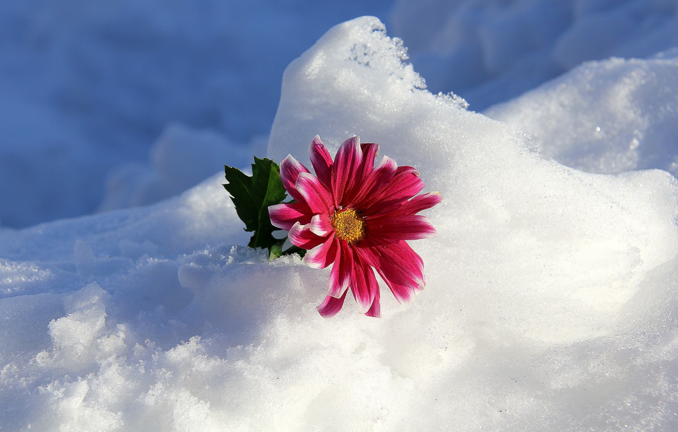 Winter Flower Desktop Wallpapers Wallpaper Cave