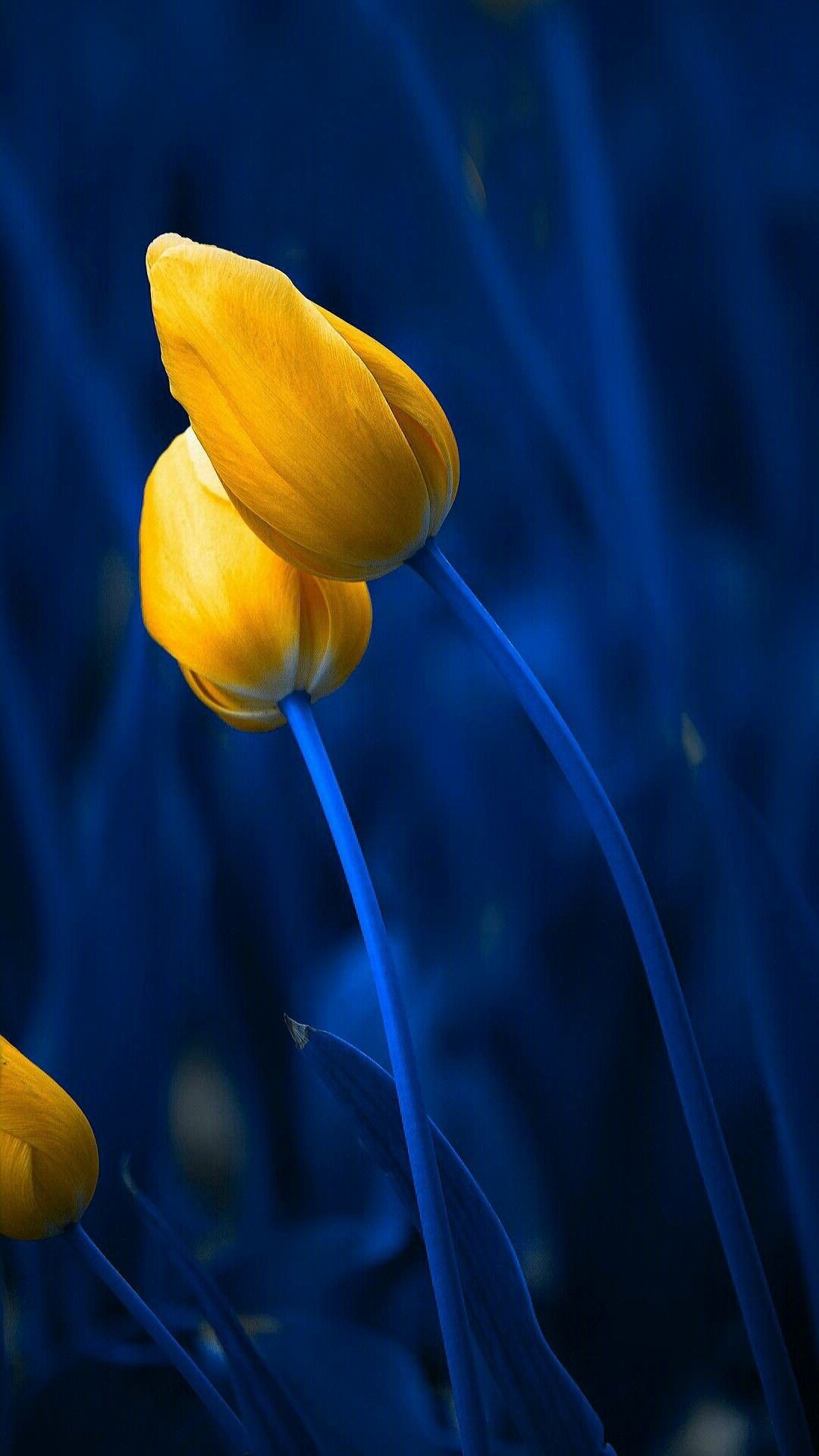 Blue And Yellow Flowers Wallpapers Wallpaper Cave