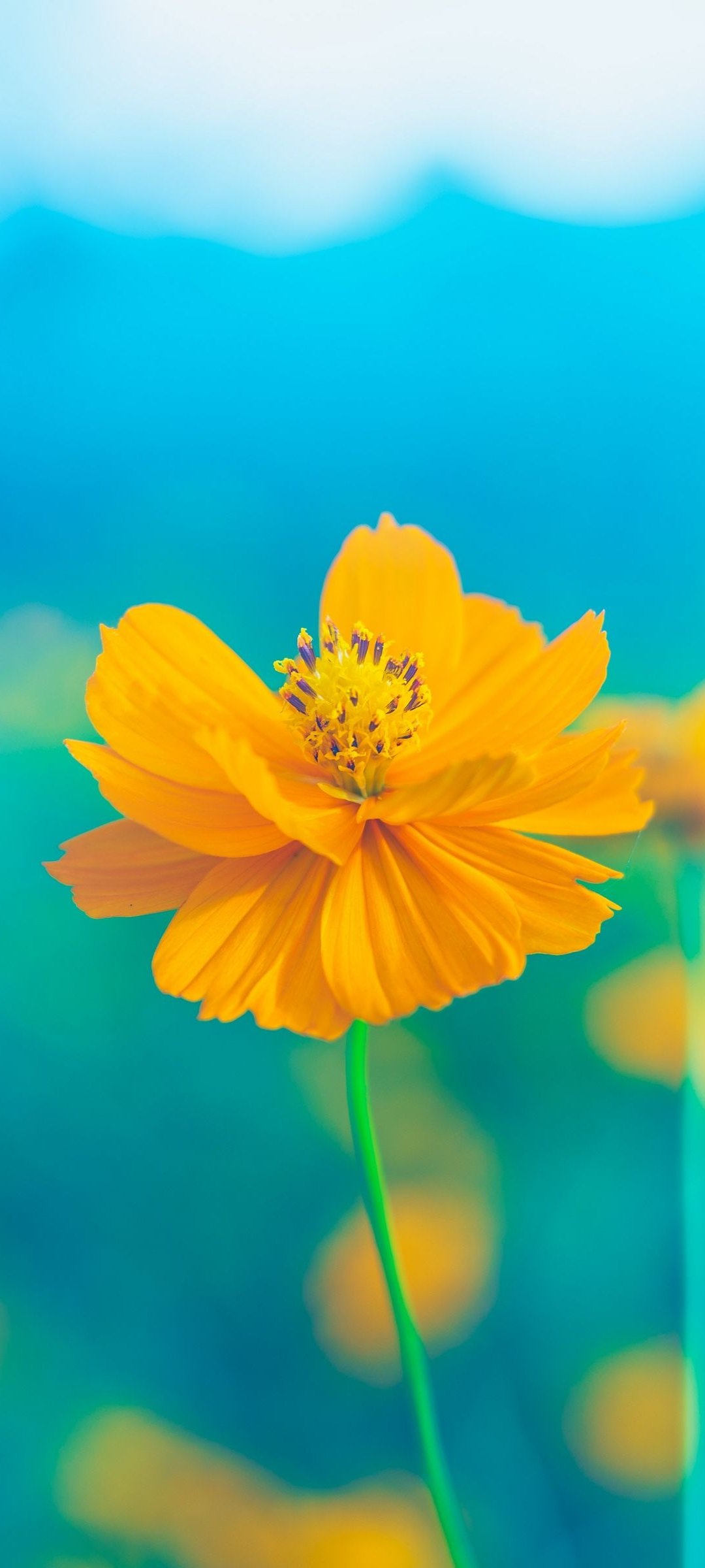 Blue And Yellow Flowers Wallpapers Wallpaper Cave