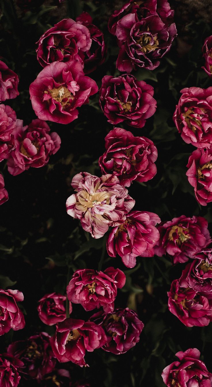 Spring Dark Pink And Red Wallpapers Wallpaper Cave