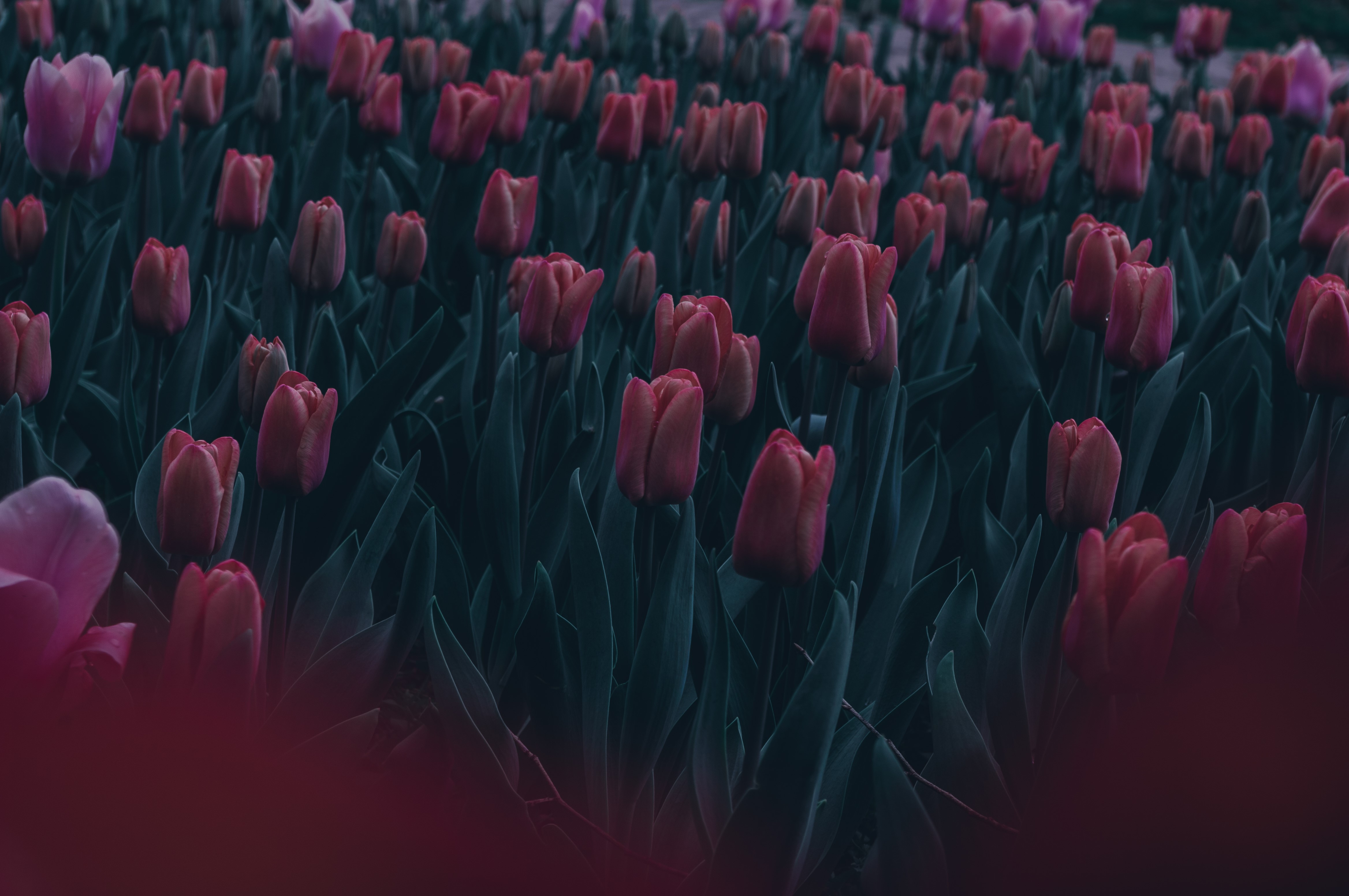 Spring Dark Pink And Red Wallpapers Wallpaper Cave