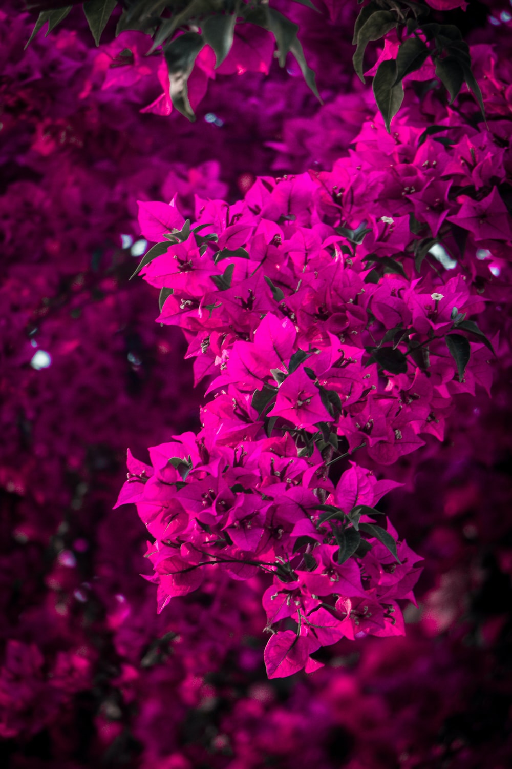 Spring Dark Pink And Red Wallpapers Wallpaper Cave