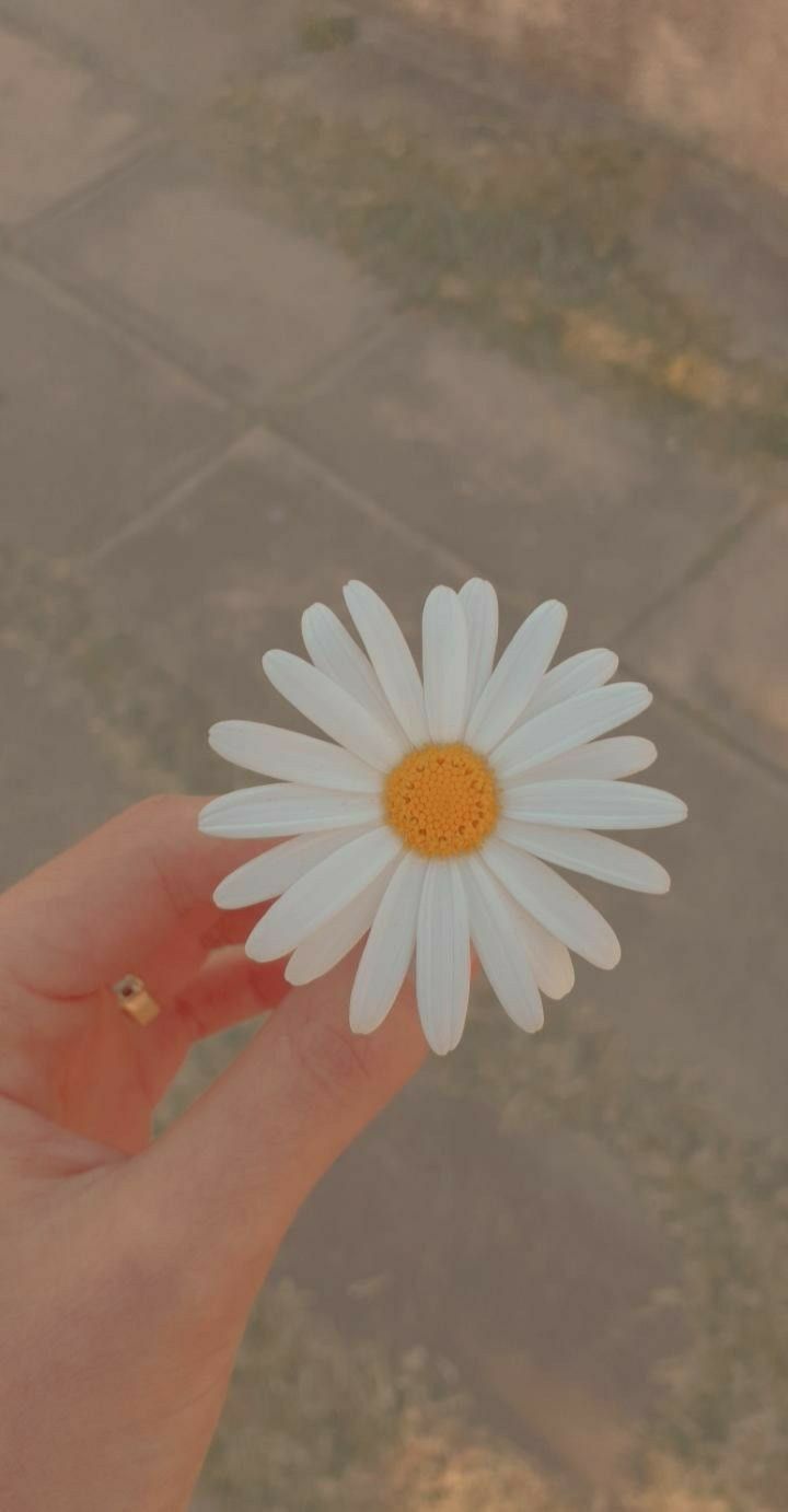 Profile Icon Flower Wallpapers Wallpaper Cave