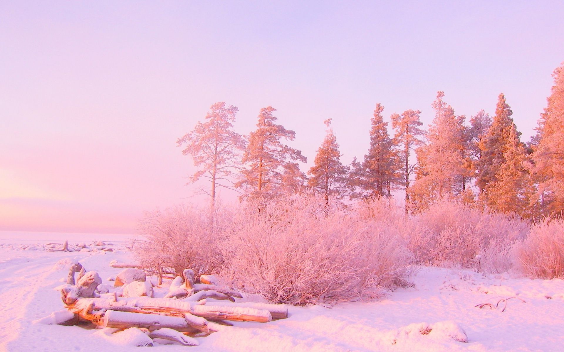 Pink Winter Background