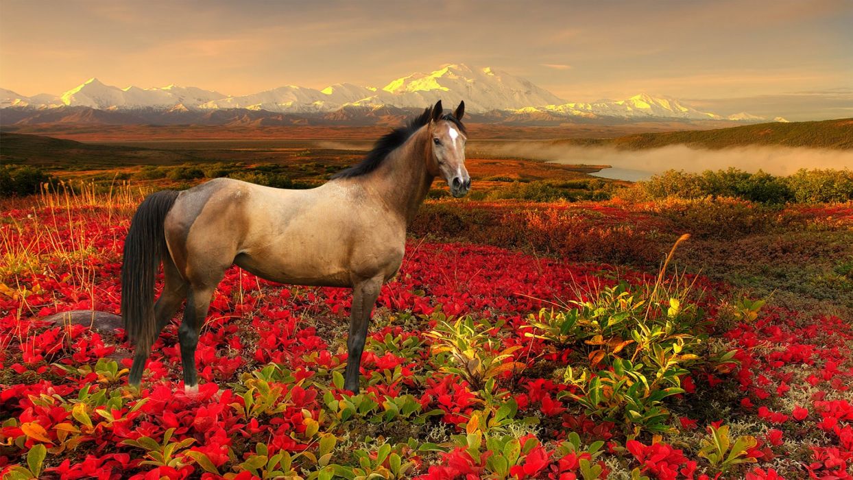 Flower Horse Wallpapers Wallpaper Cave