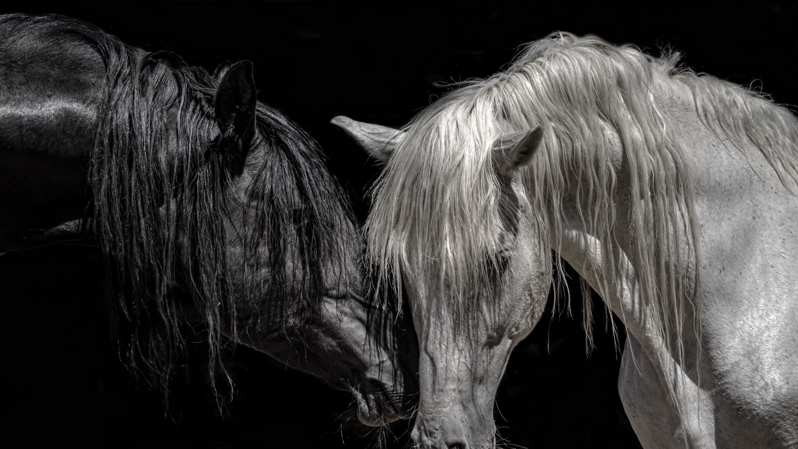 Black And White Horses Wallpapers Wallpaper Cave
