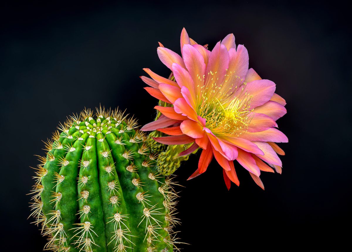 Cactus Flowers Wallpapers Wallpaper Cave