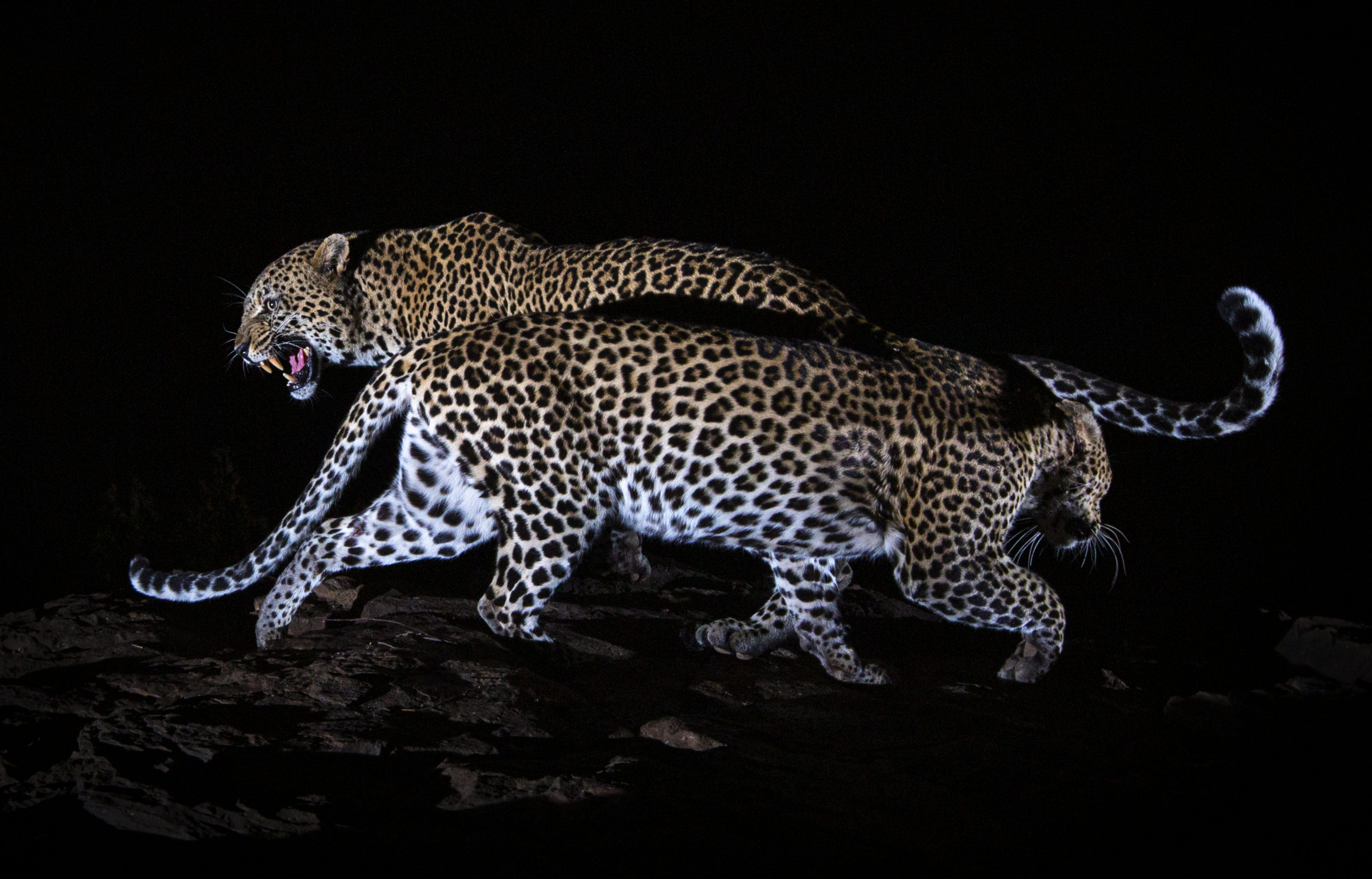 African Leopard Wallpapers Wallpaper Cave