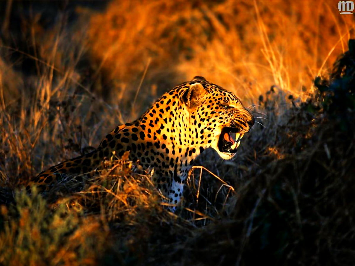 African Leopard Wallpapers Wallpaper Cave