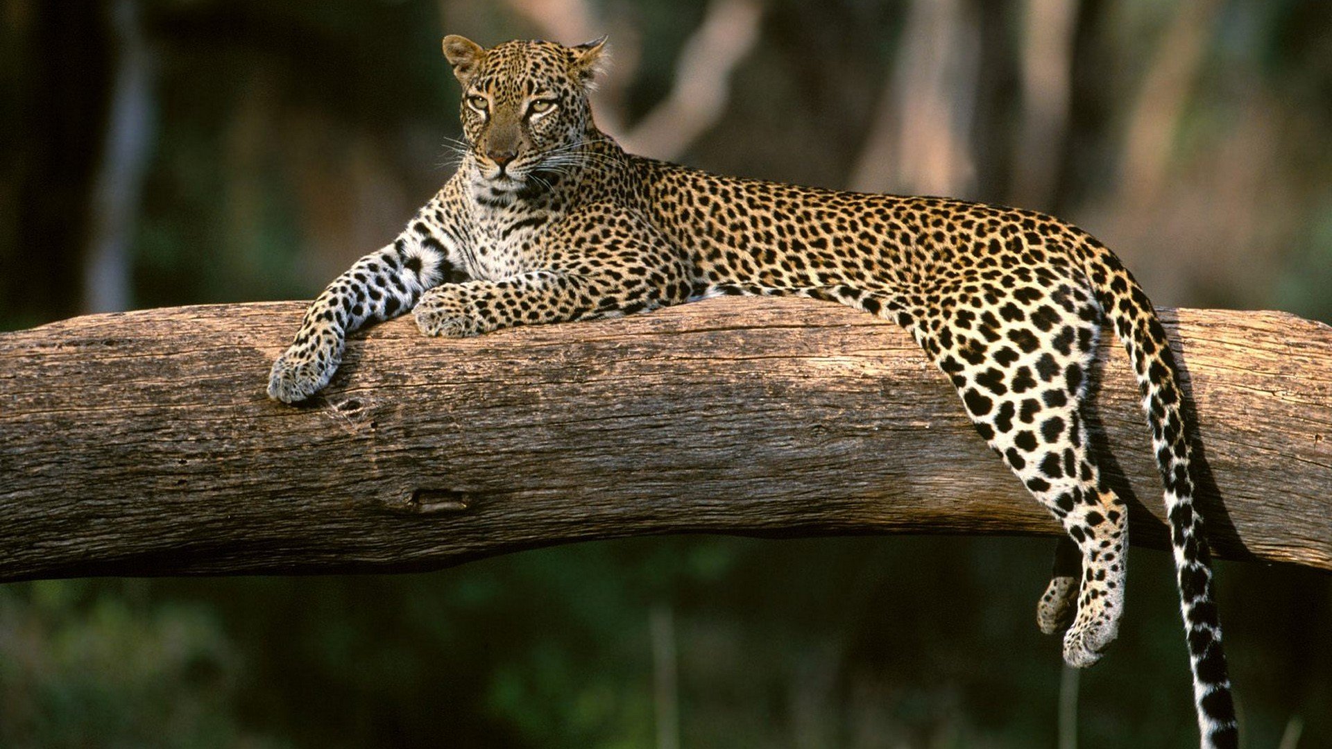 African Leopard Wallpapers Wallpaper Cave