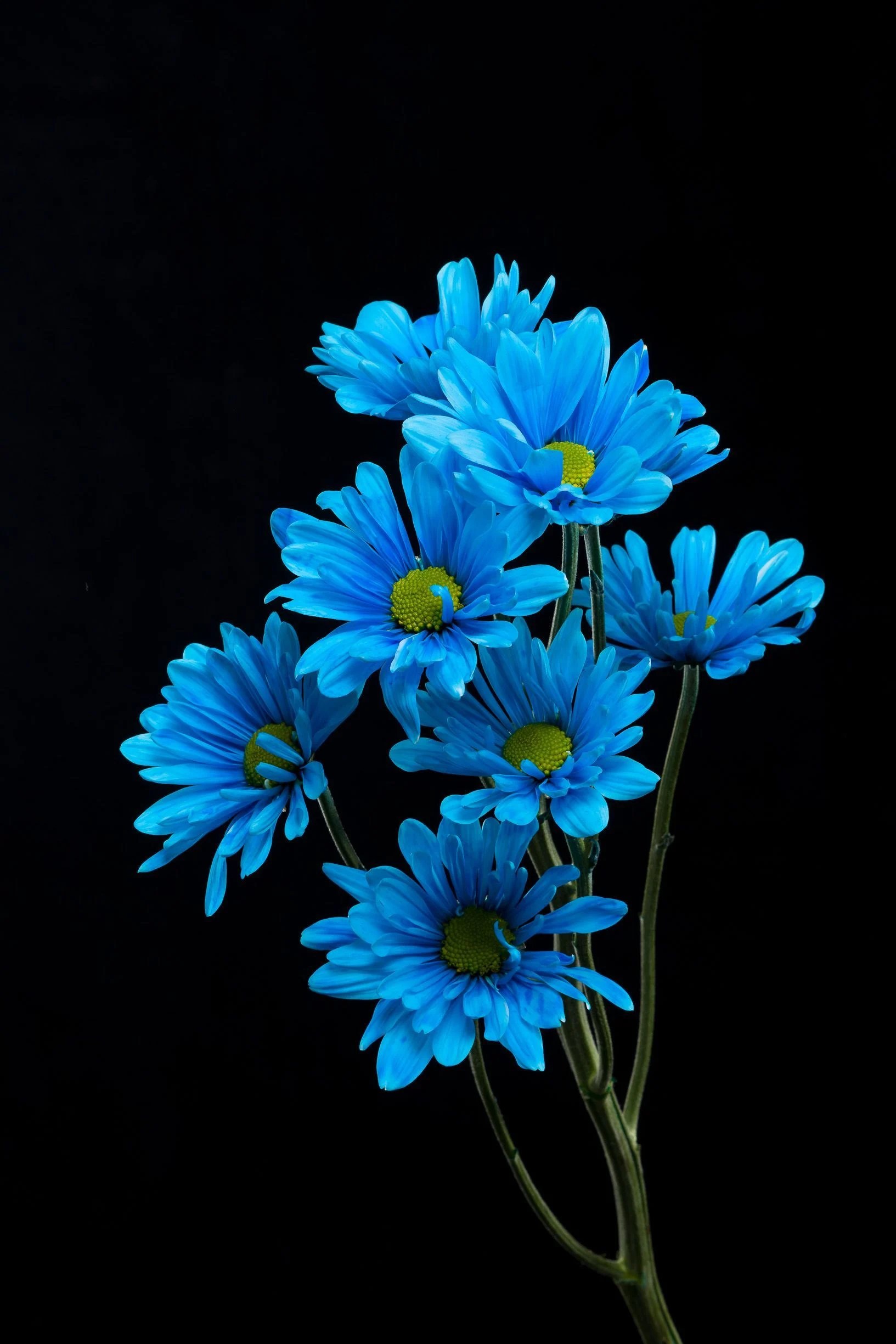 Blue Daisy Wallpapers Wallpaper Cave