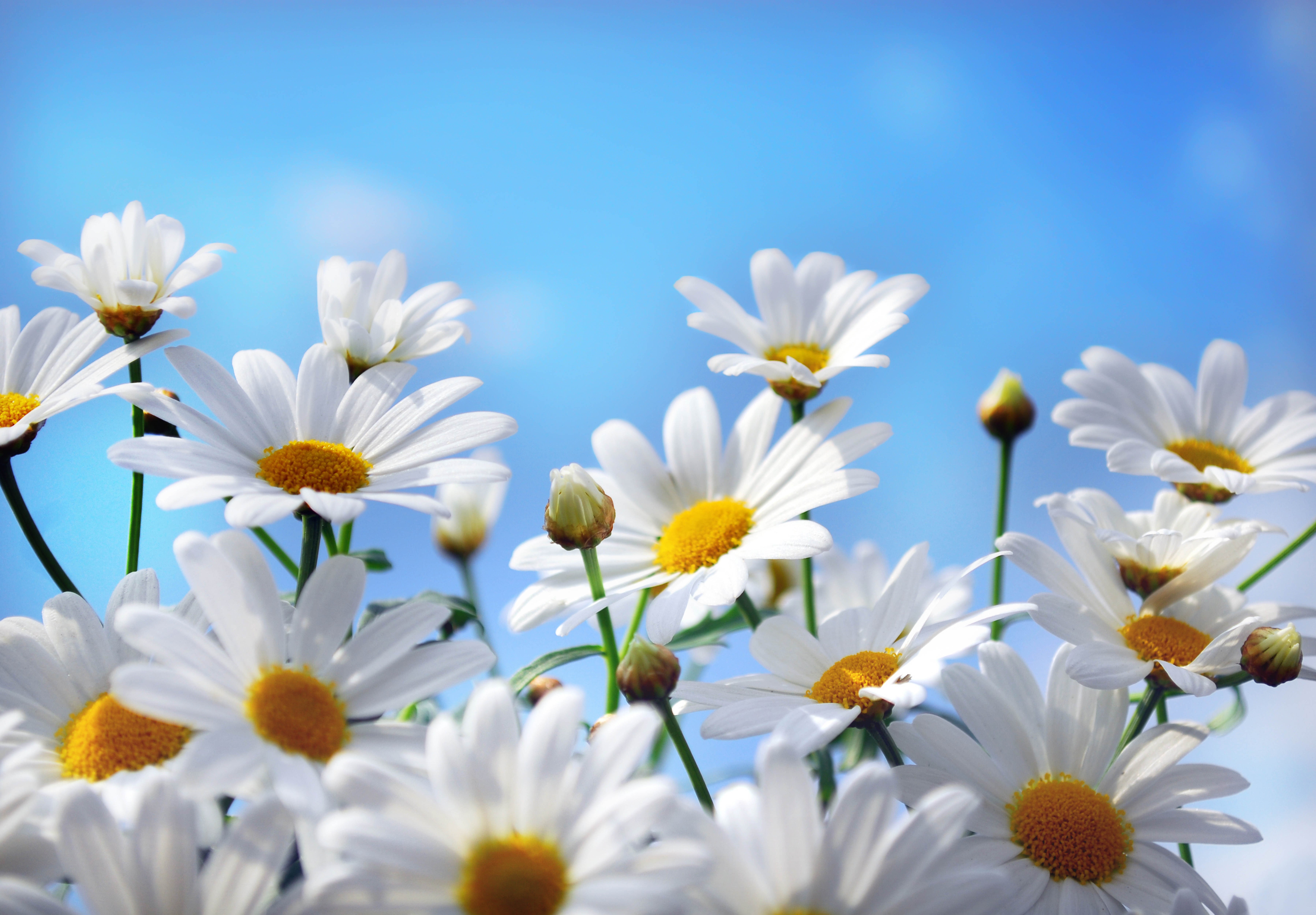 Blue Daisy Wallpapers Wallpaper Cave