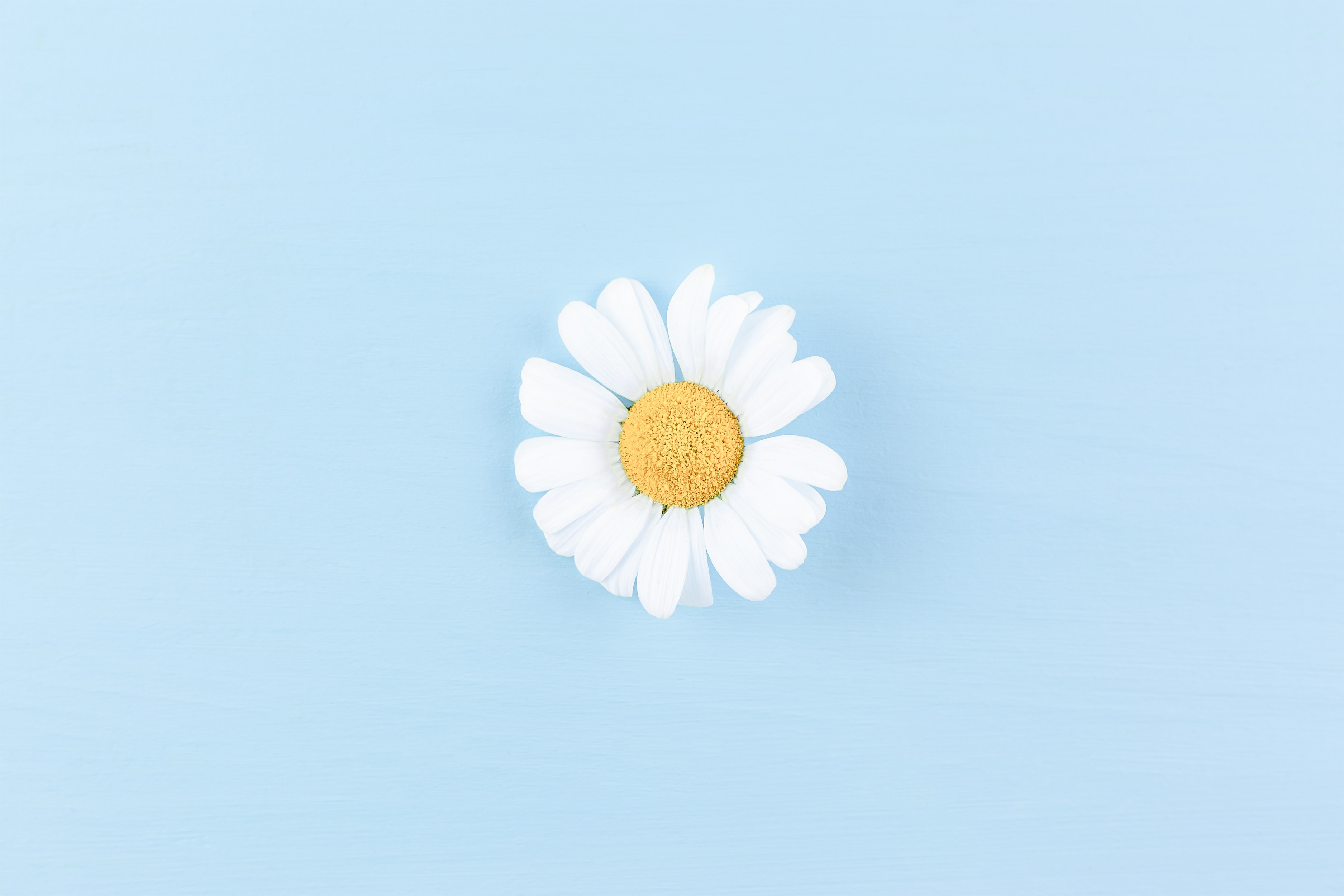 Blue Daisy Wallpapers Wallpaper Cave