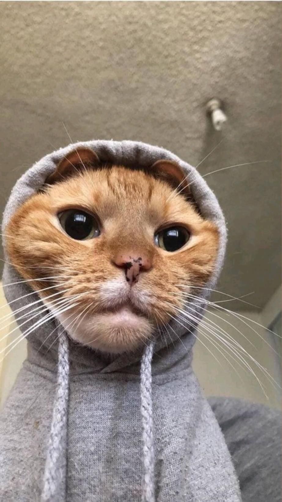 Cat With Hoodie Wallpapers Wallpaper Cave