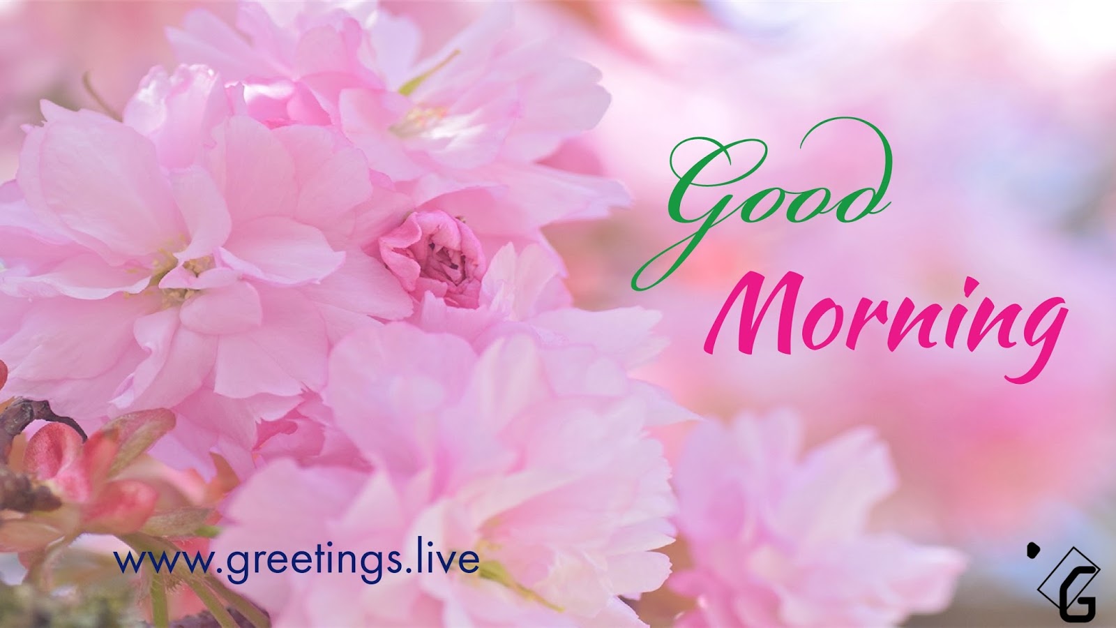 Pink Morning Wallpapers Wallpaper Cave