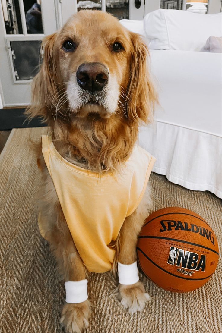 Basketball Dogs Wallpapers Wallpaper Cave