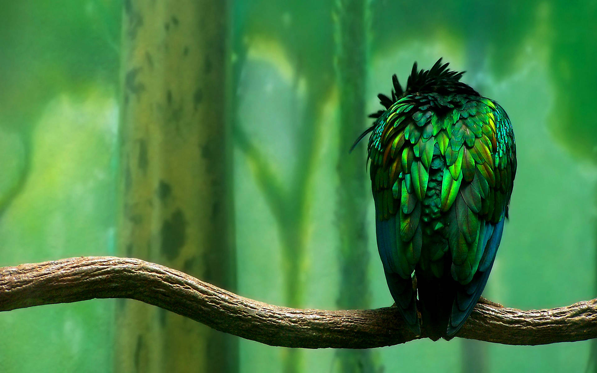 Green Birds Wallpapers Wallpaper Cave