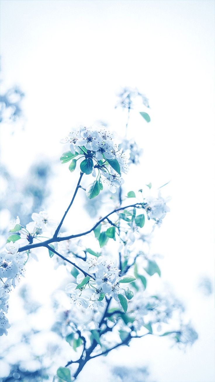 Winter Flowers iPhone Wallpapers Wallpaper Cave