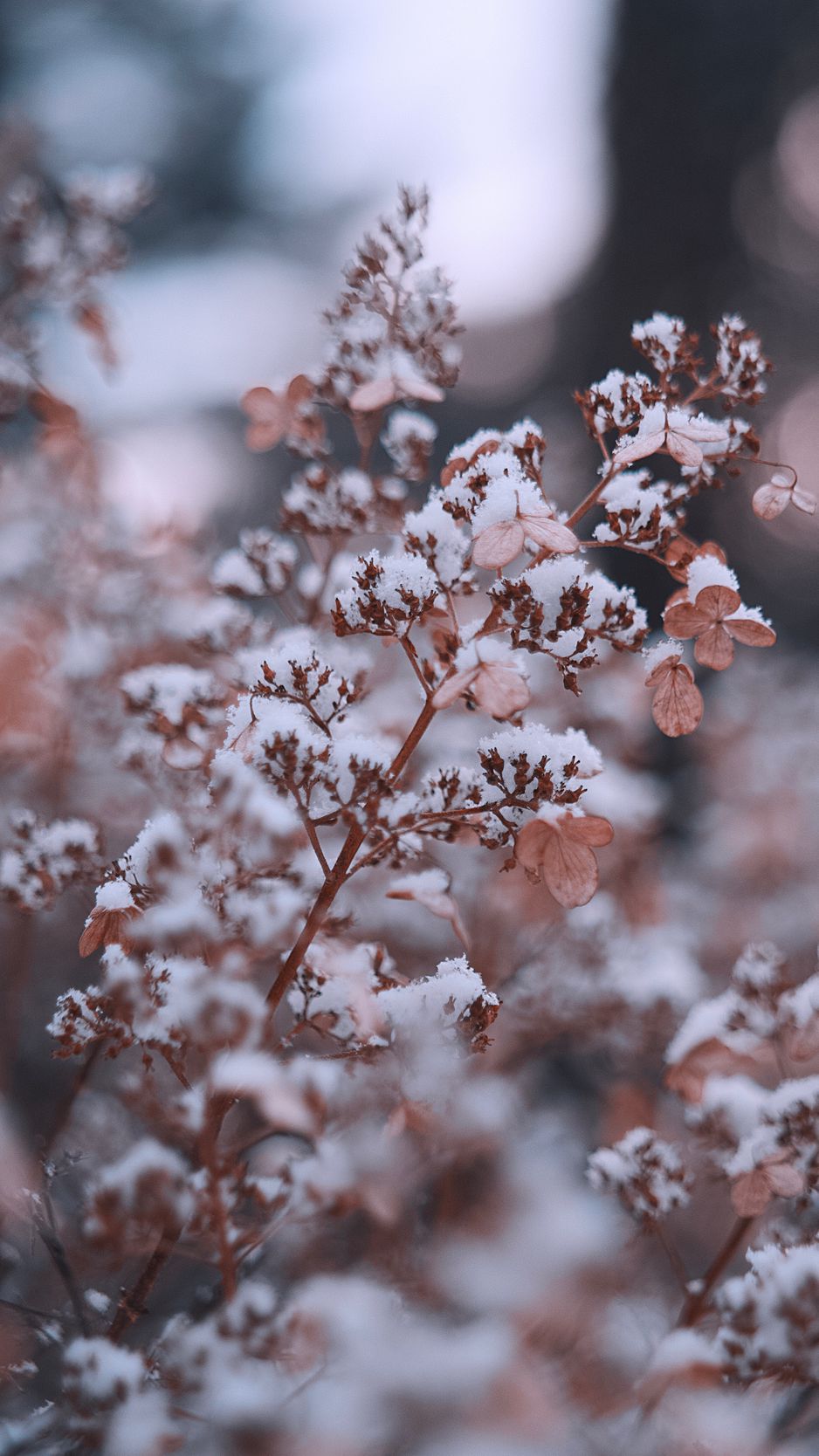 Winter Flowers iPhone Wallpapers Wallpaper Cave